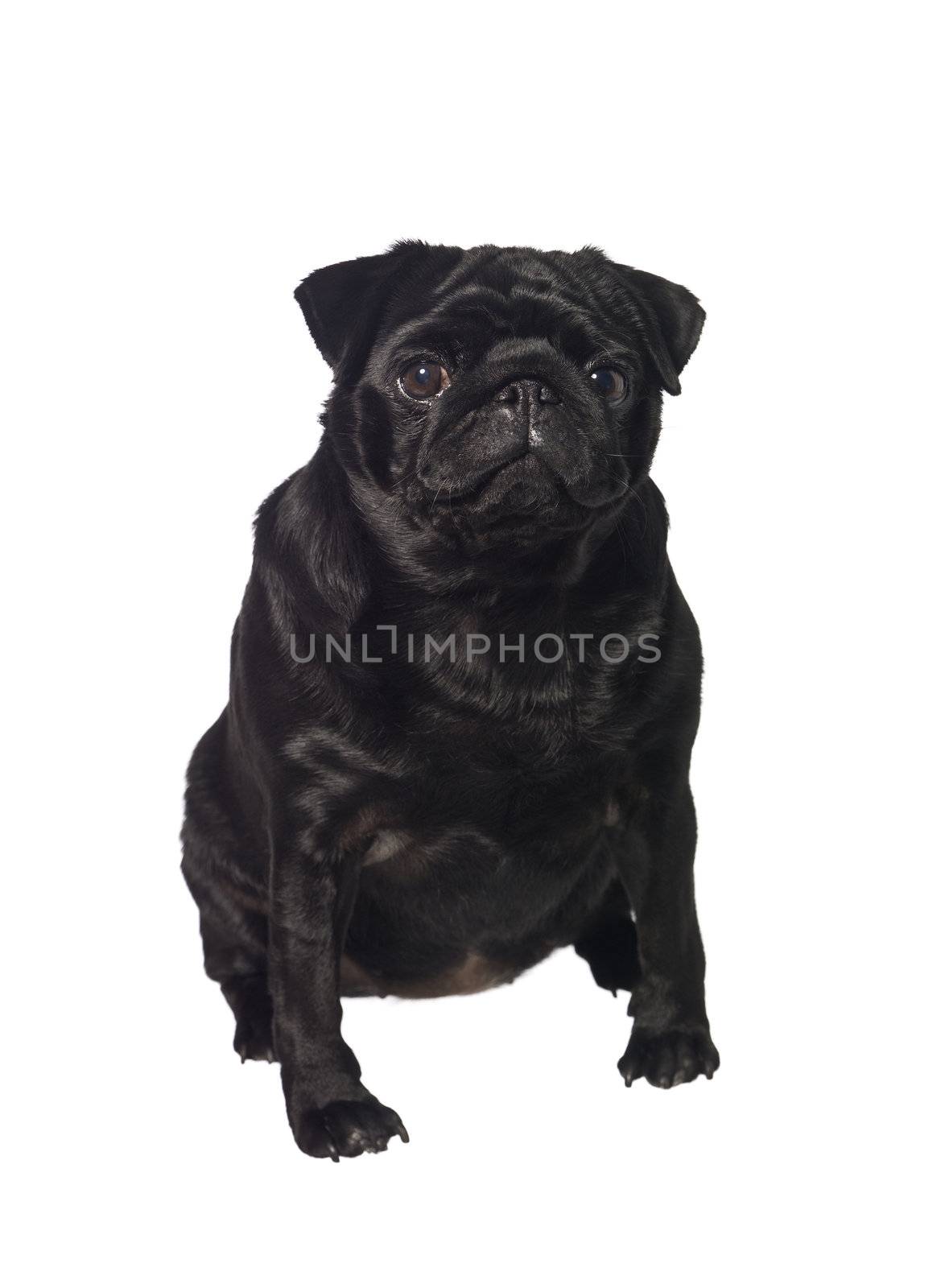 Portrait of a black dog isolated on white