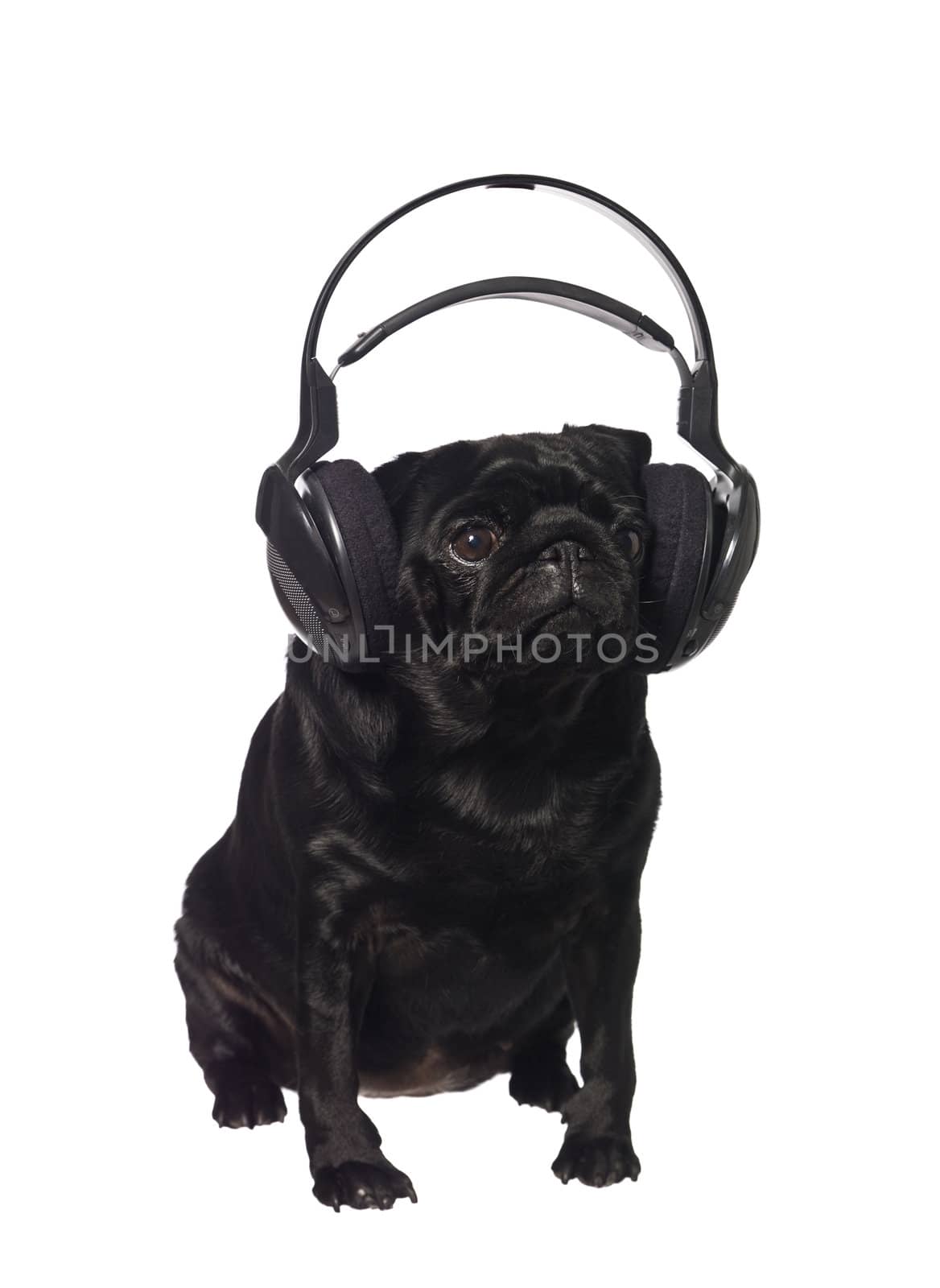 Black pug listening to music by gemenacom