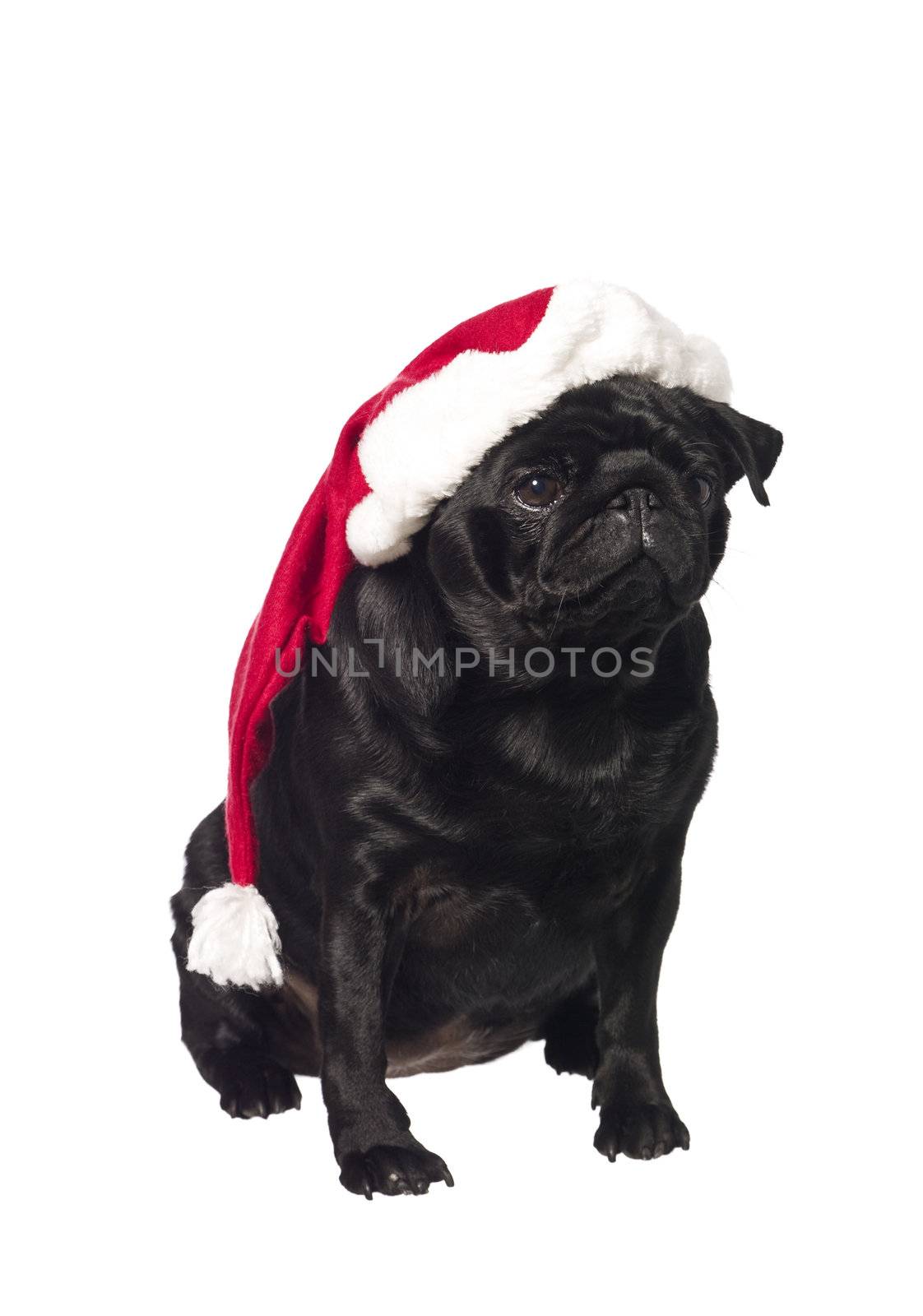 Black pug with a santa hat isolated on white