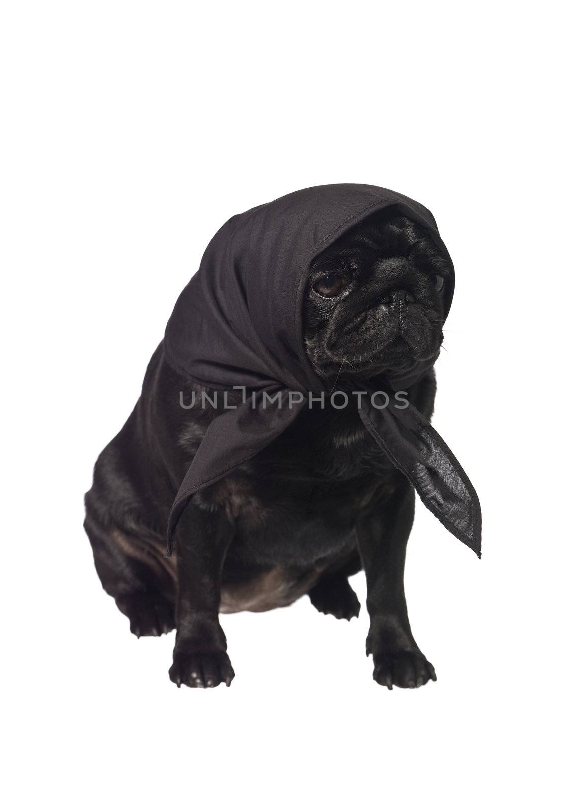 Pug with a scarf on the head isolated on white