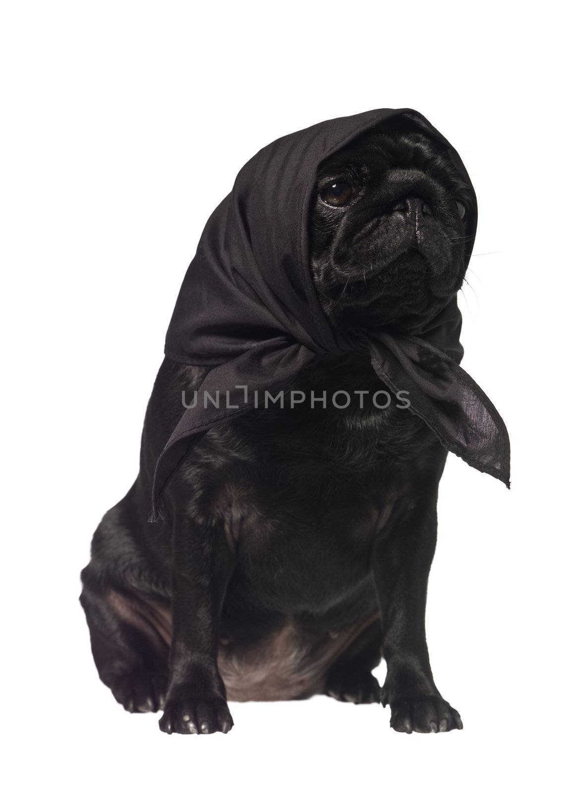 Pug with a scarf on the head isolated on white