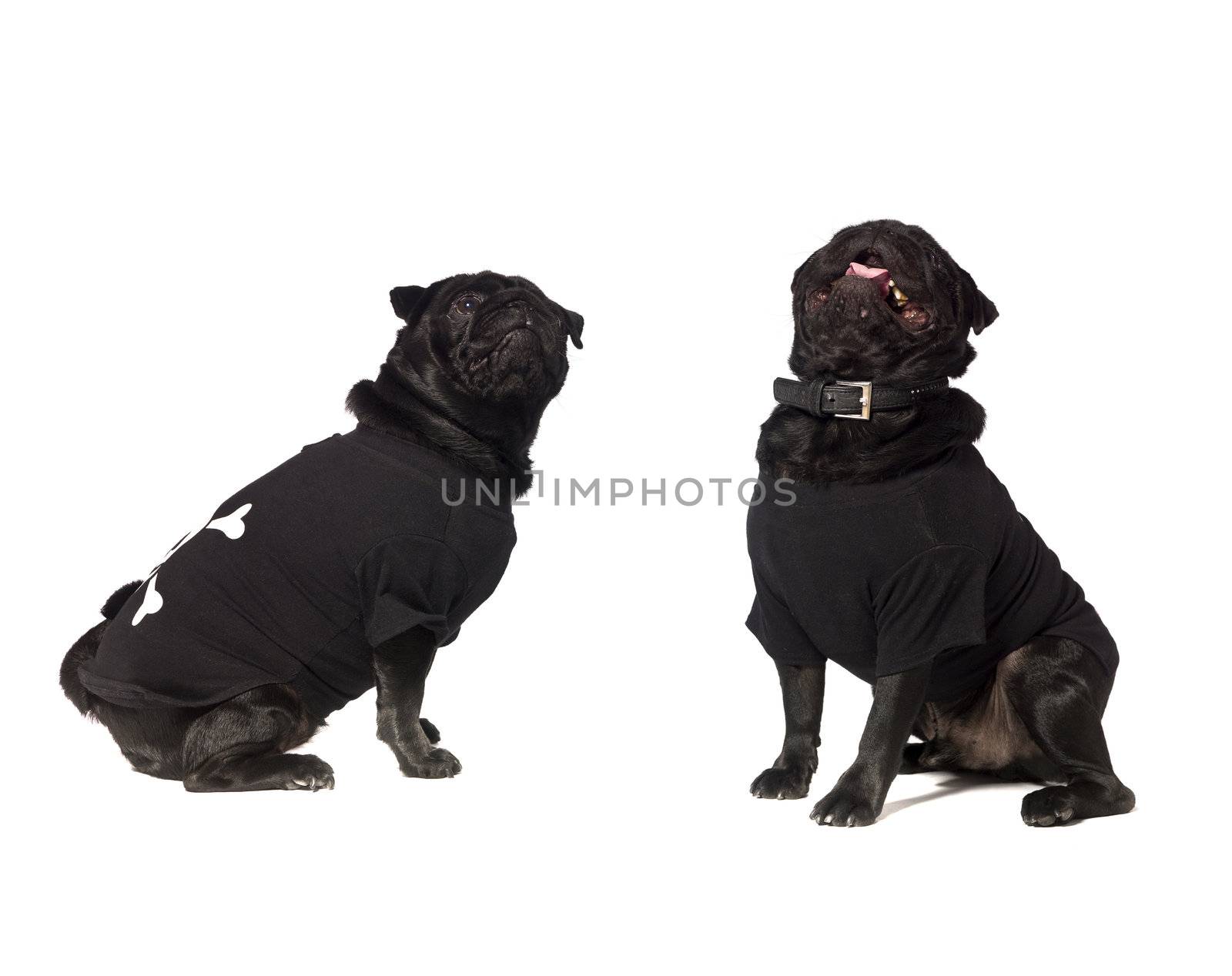 Two dogs with clothes isolated on white