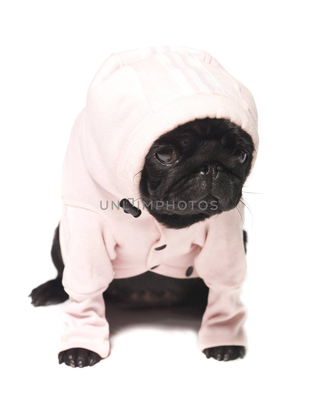 Black pug dressed in a pink hoodie by gemenacom