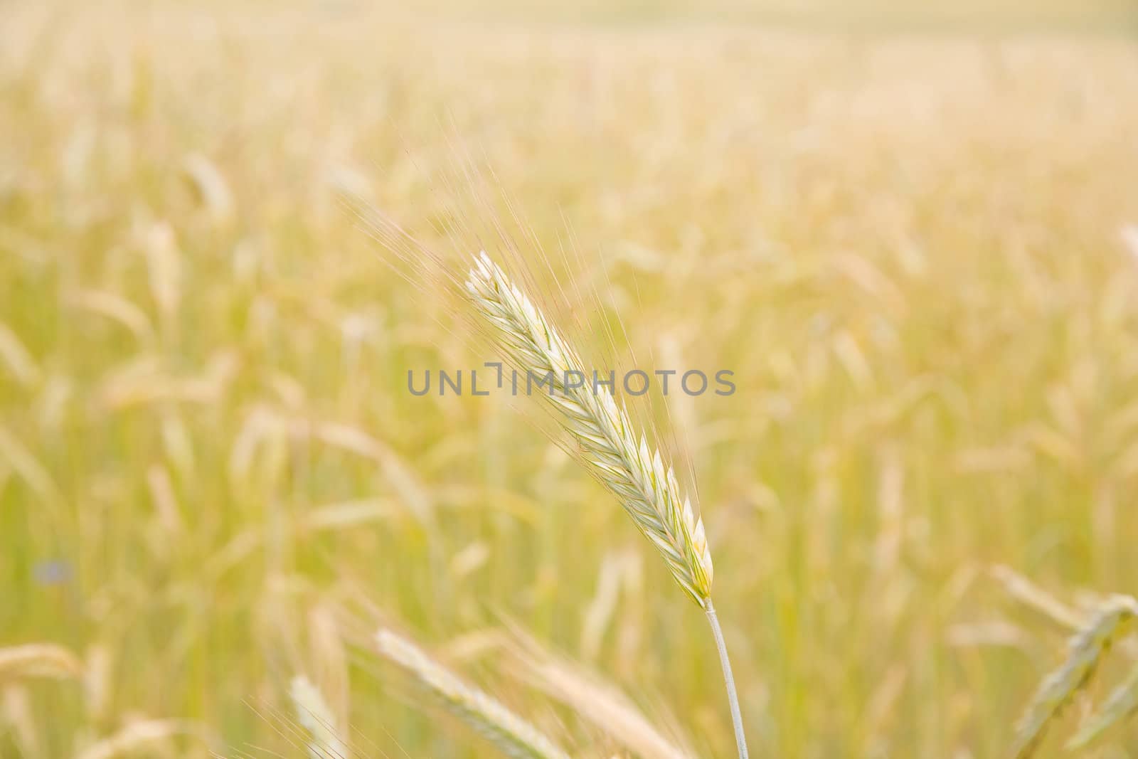 single ear on the golden field background