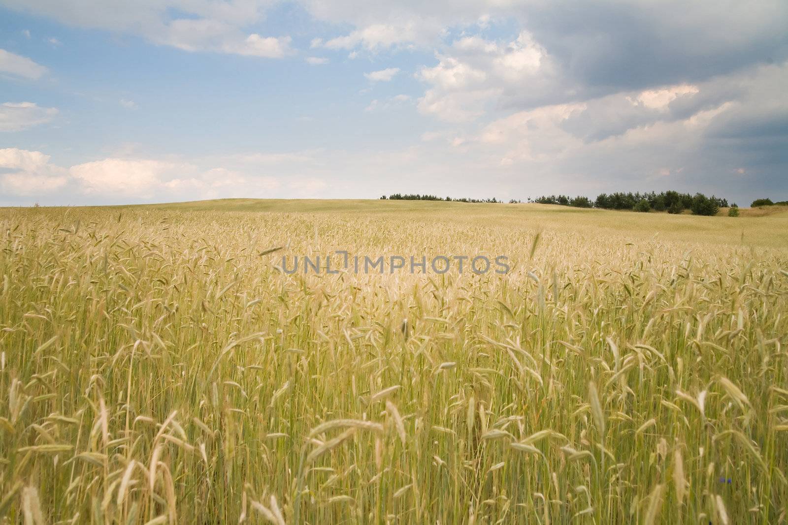 golden yield - photo taken in Poland