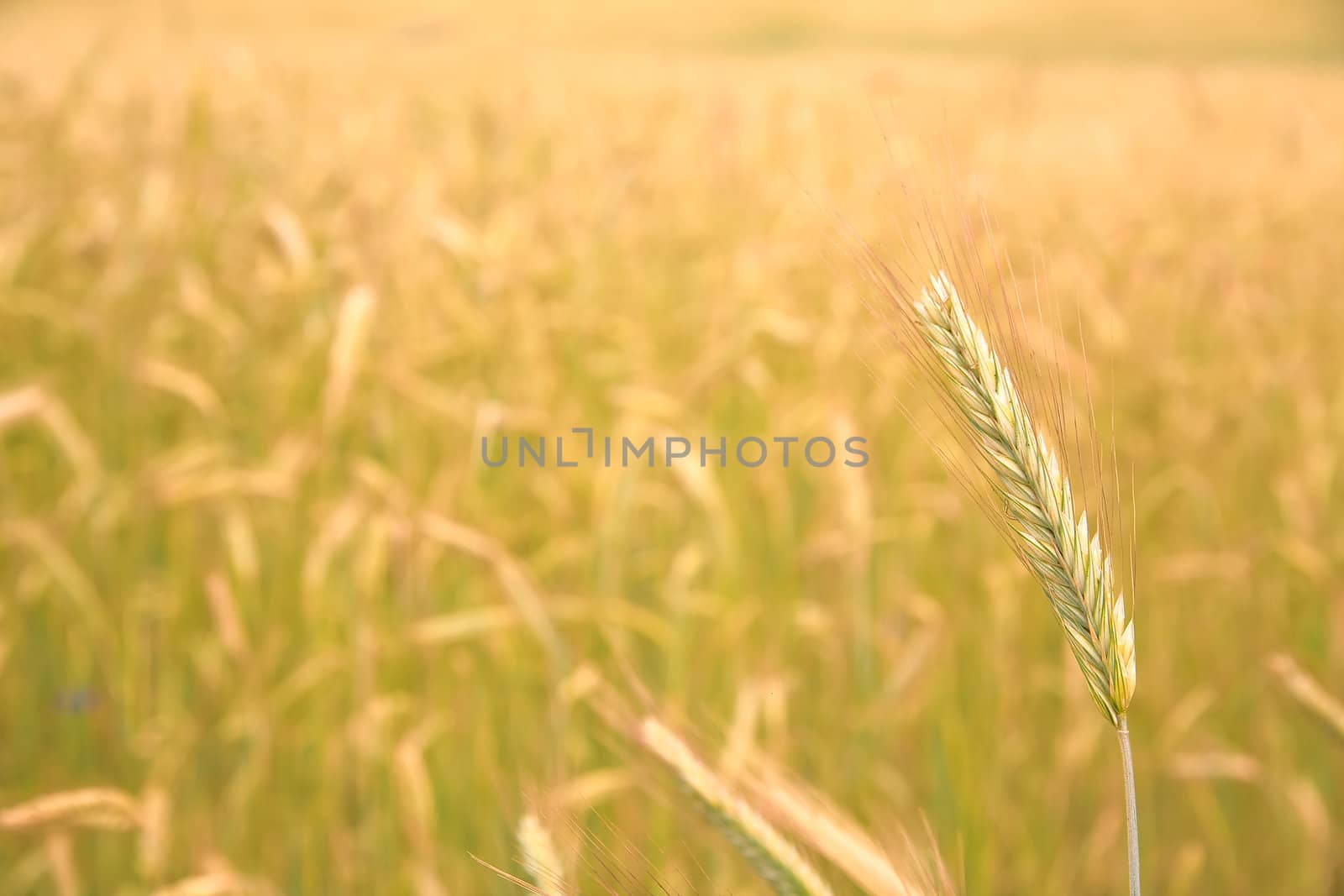 single ear on the golden field background