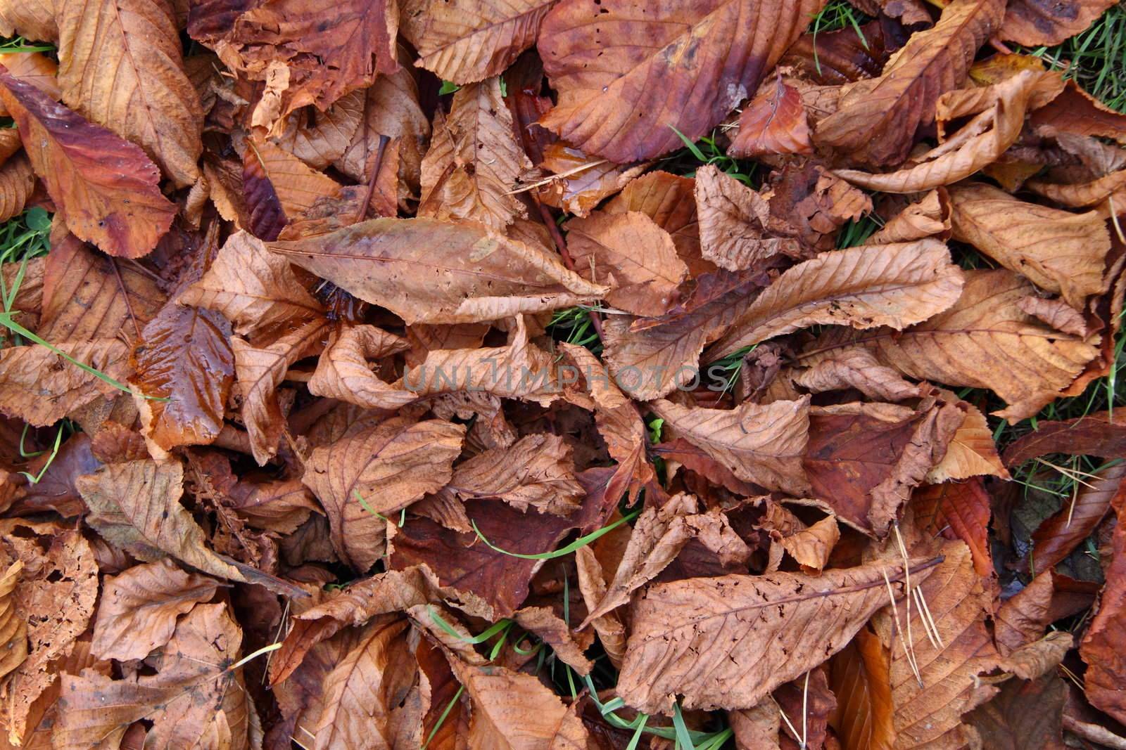 Crisp dry leaves cover the ground in autumn