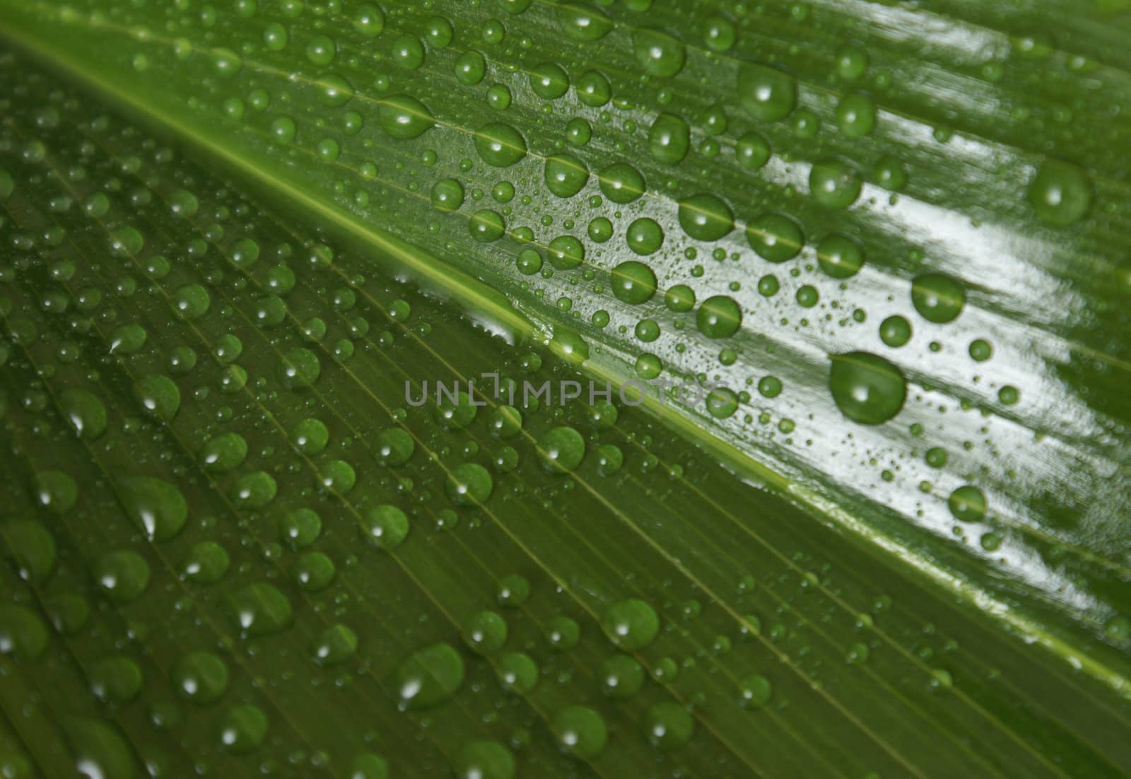 Leaf with Waterdrops by AlphaBaby