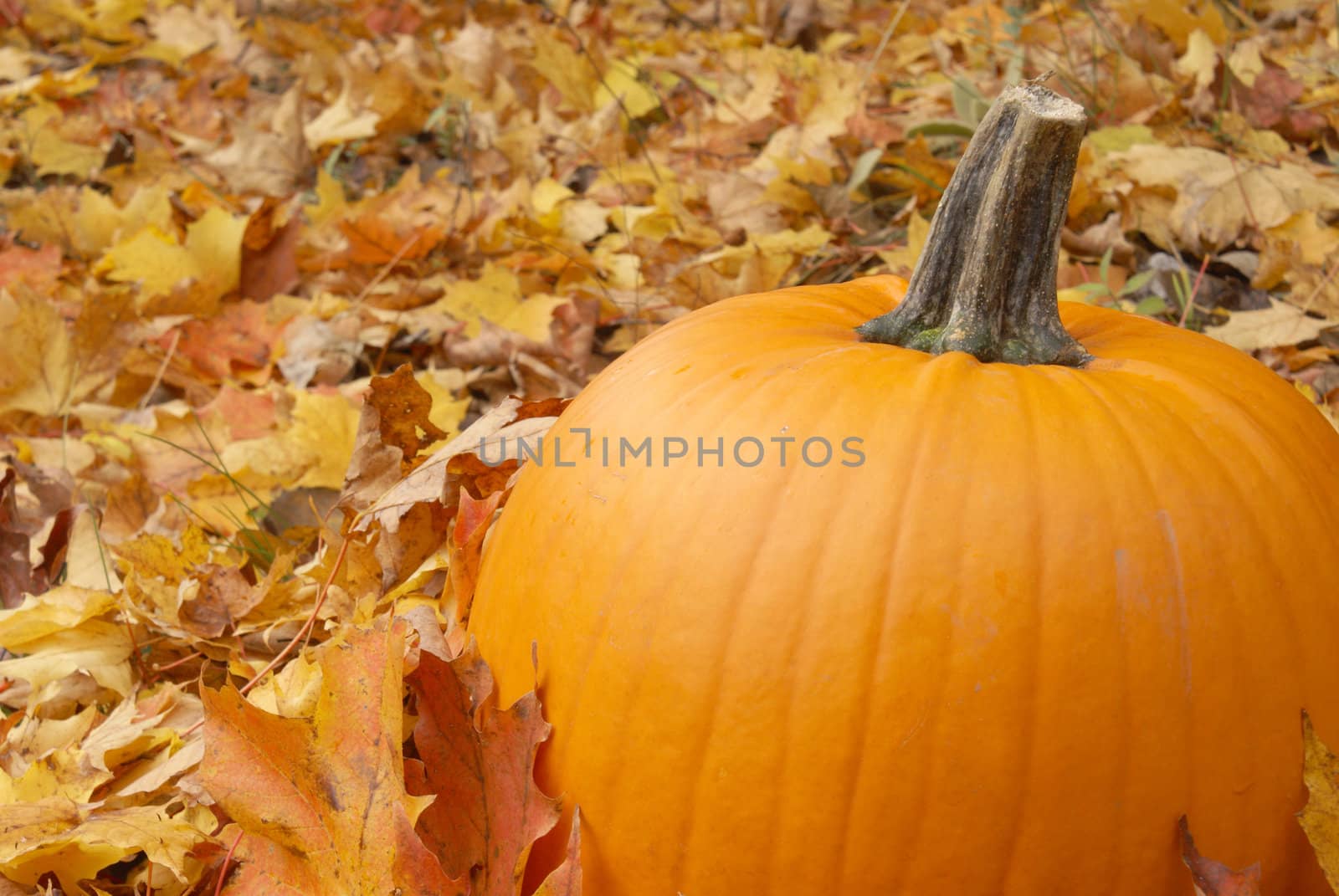 A fresh pumpkin sitting among the fallen leaves of autumn.