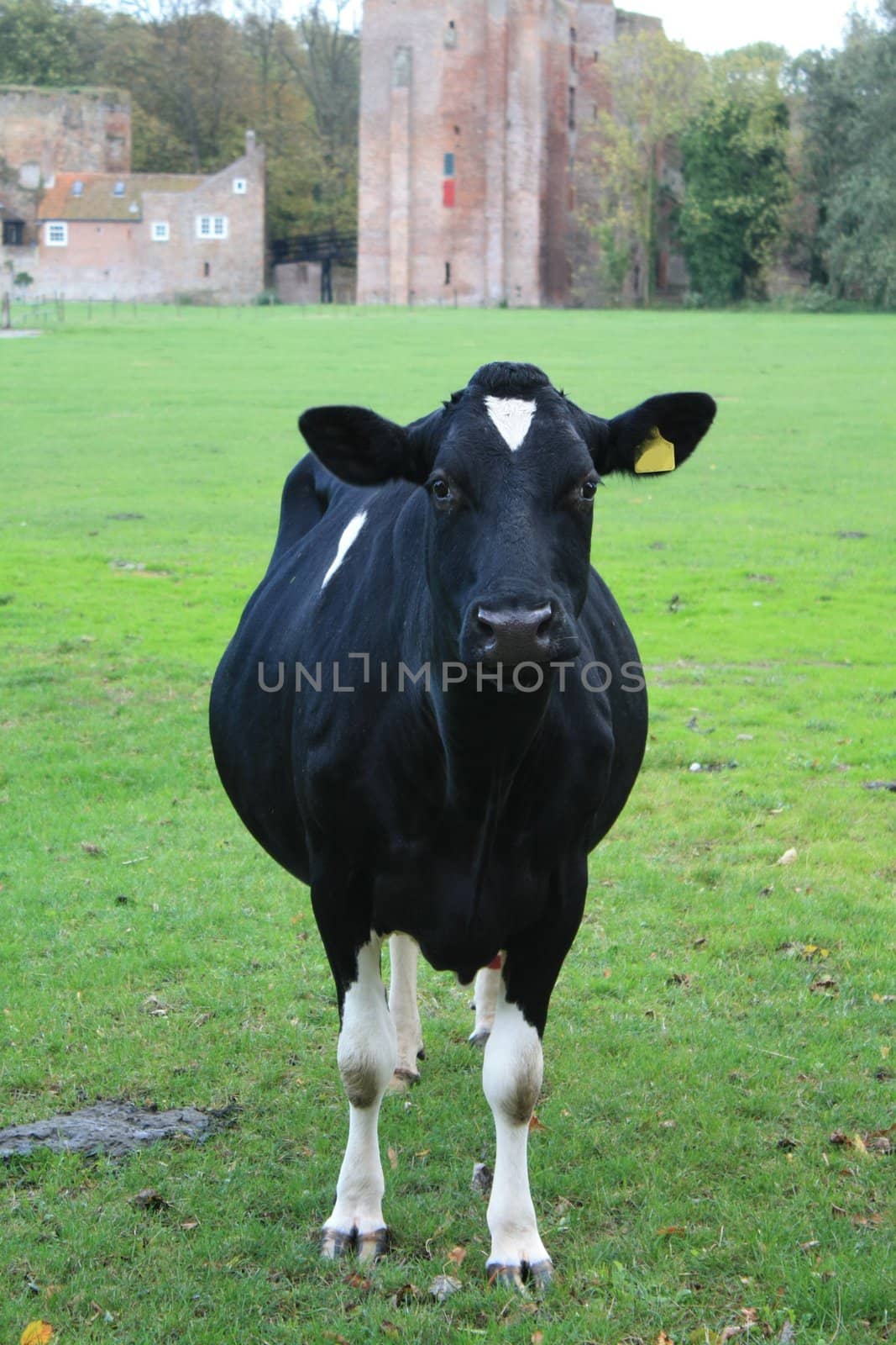 black cow in a meadow by studioportosabbia