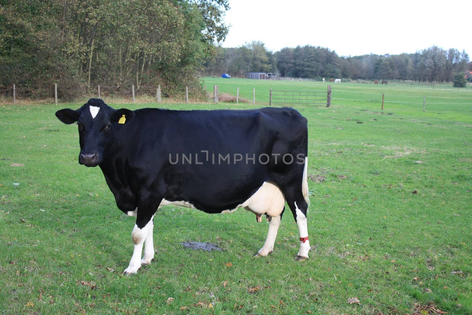 a friendly looking black cow on the grass