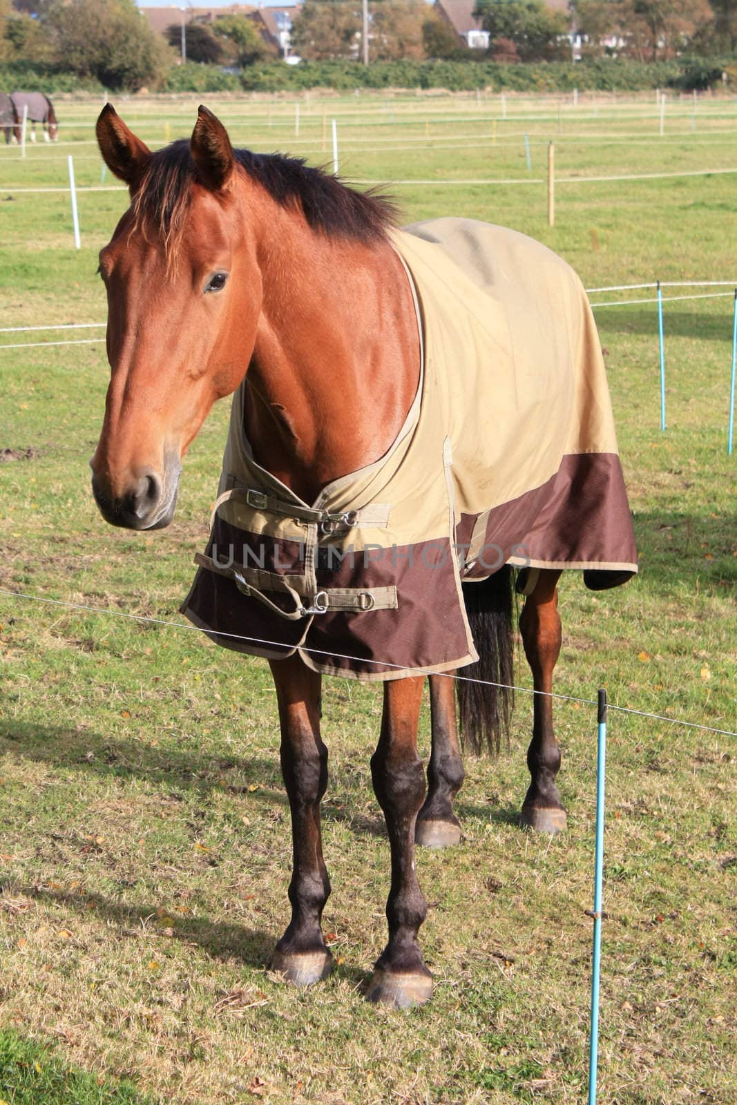 Chestnut brown horse in a green meadow