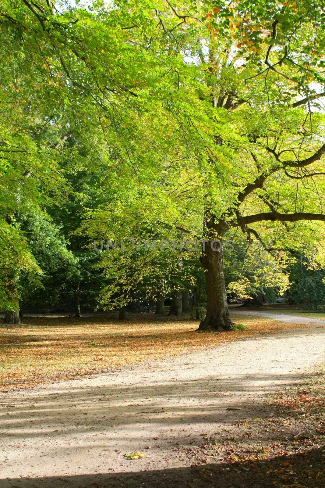 An autumn forest, trees still green but loads of fallen leaves on the ground