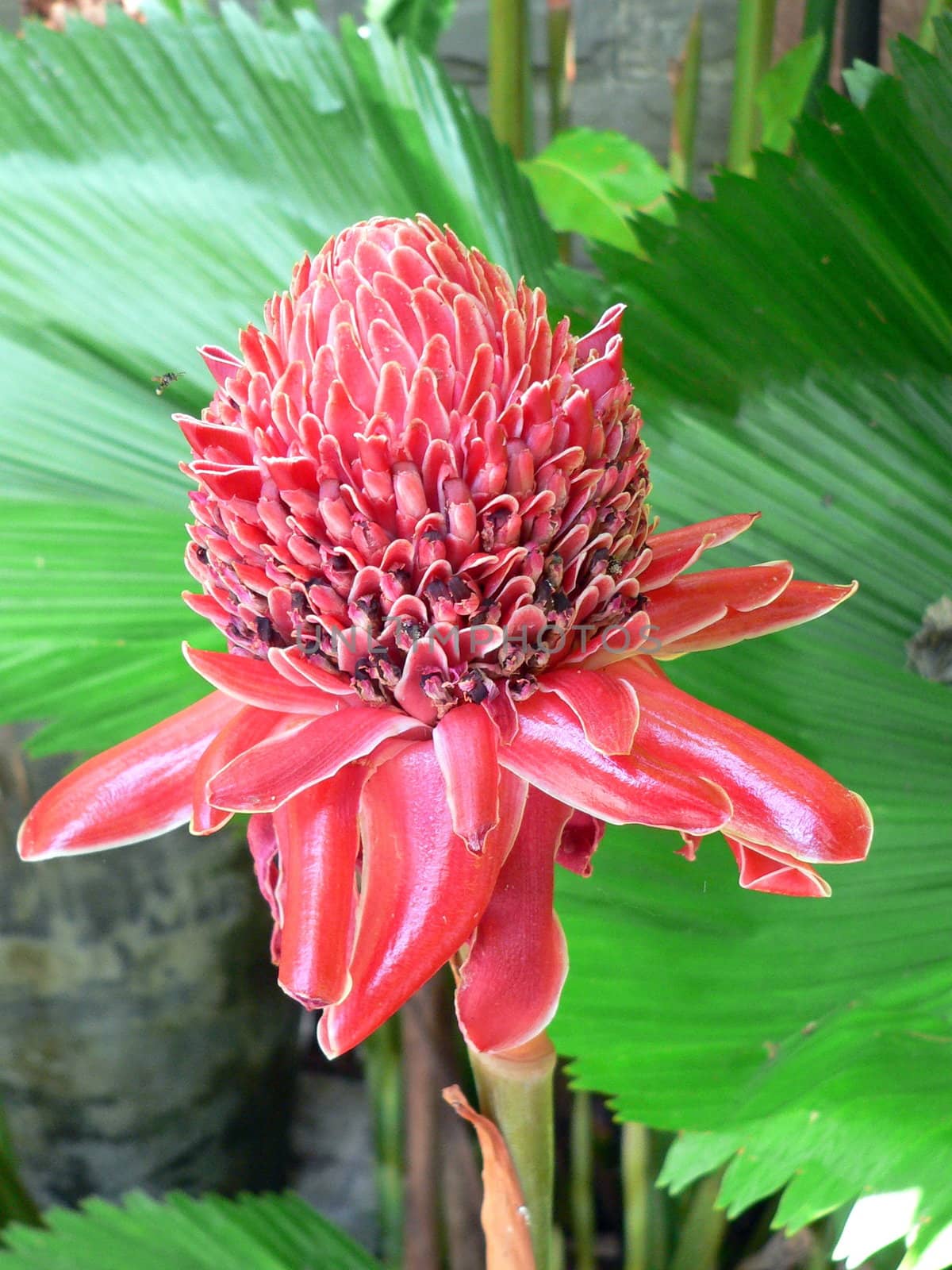 Ginger Flower on Natural Background by khellon