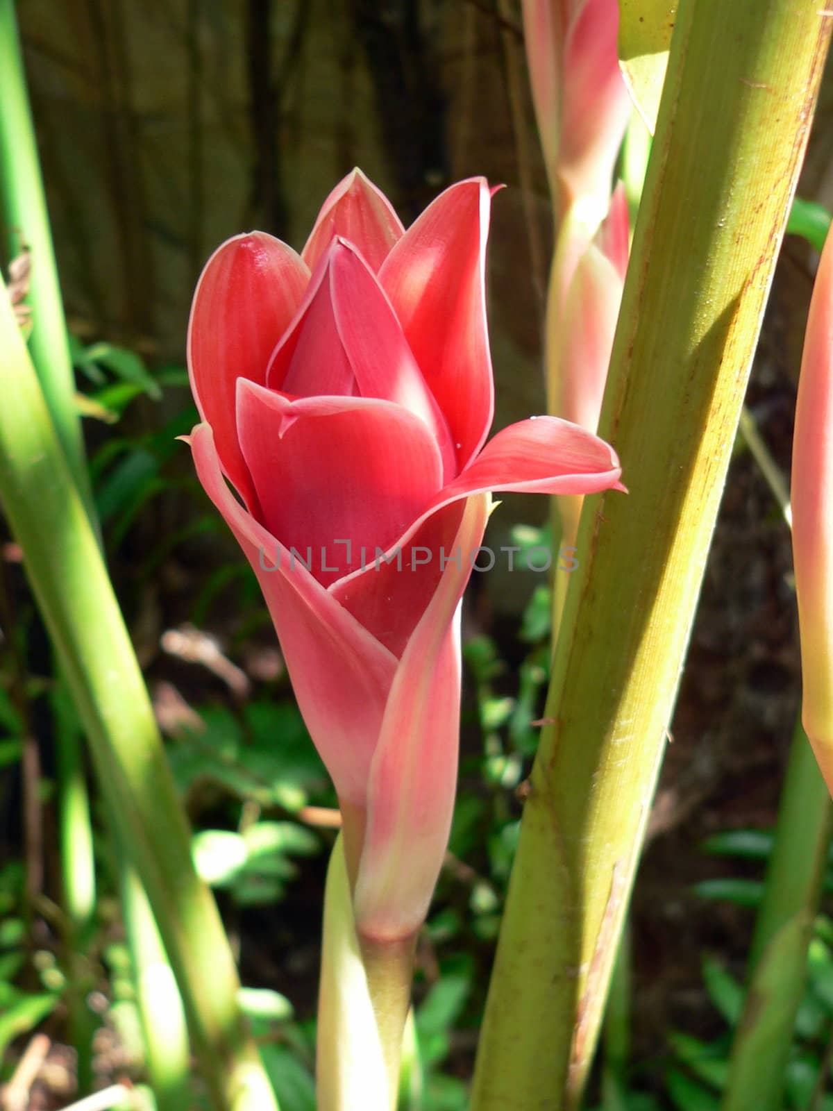 Ginger Flower on Natural Background by khellon