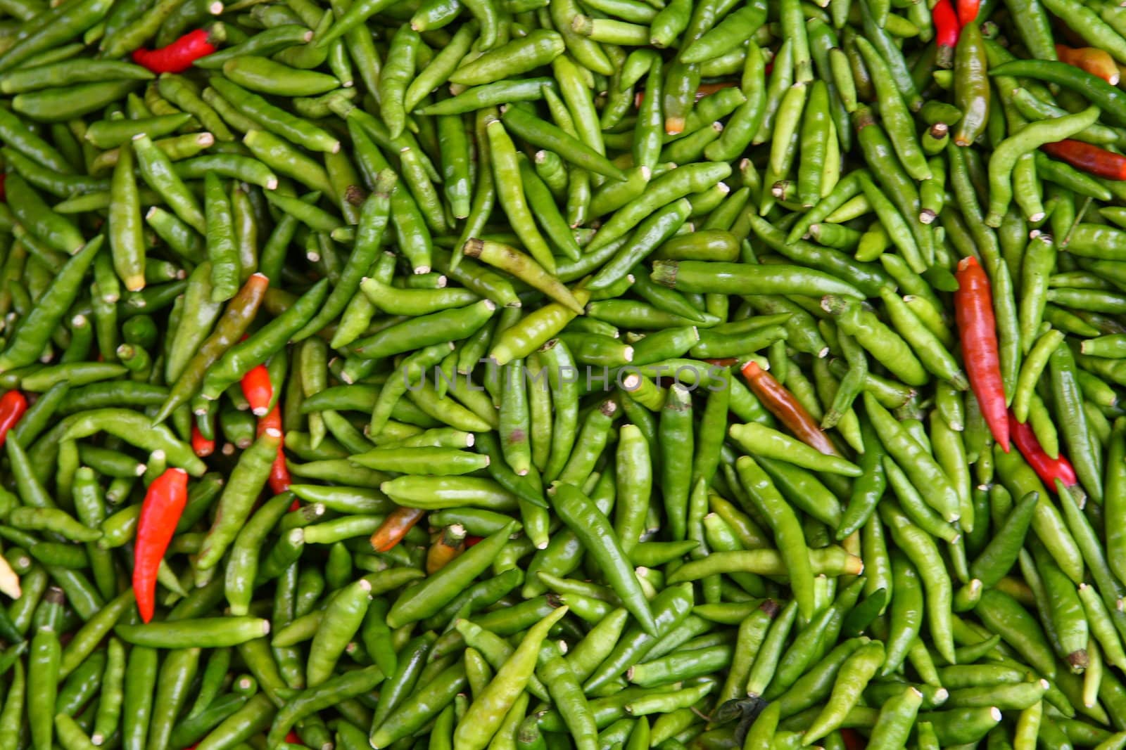 Hot Green Chillies