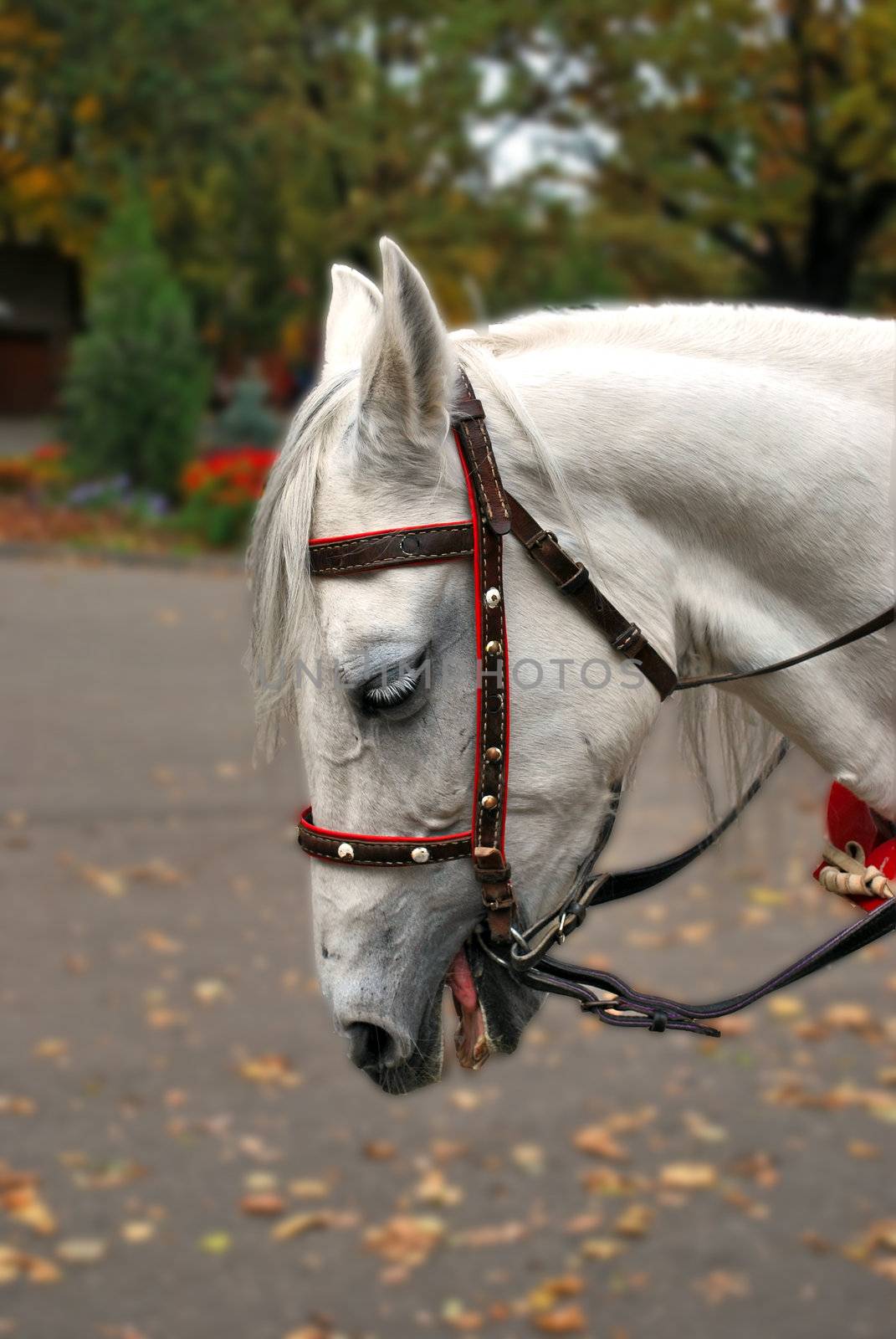 White beautiful horse with white long eyelashes 