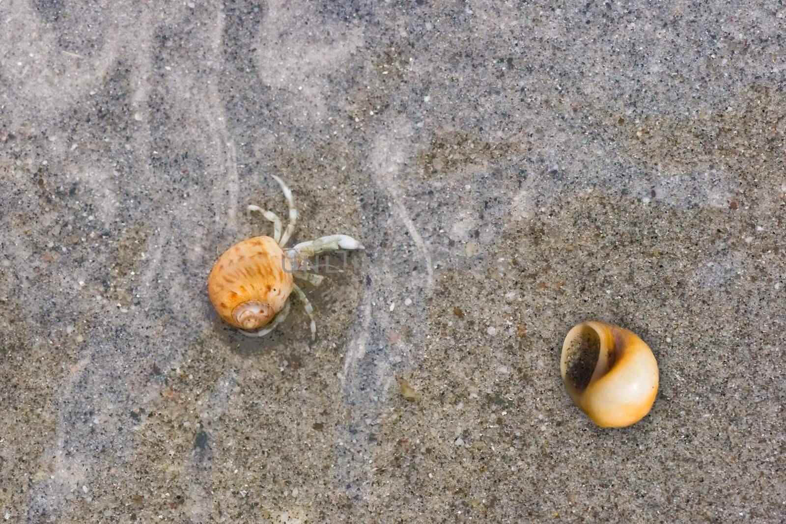 Tiny hermit crab on the beach crawling under water at the beach searching for protection in the sand