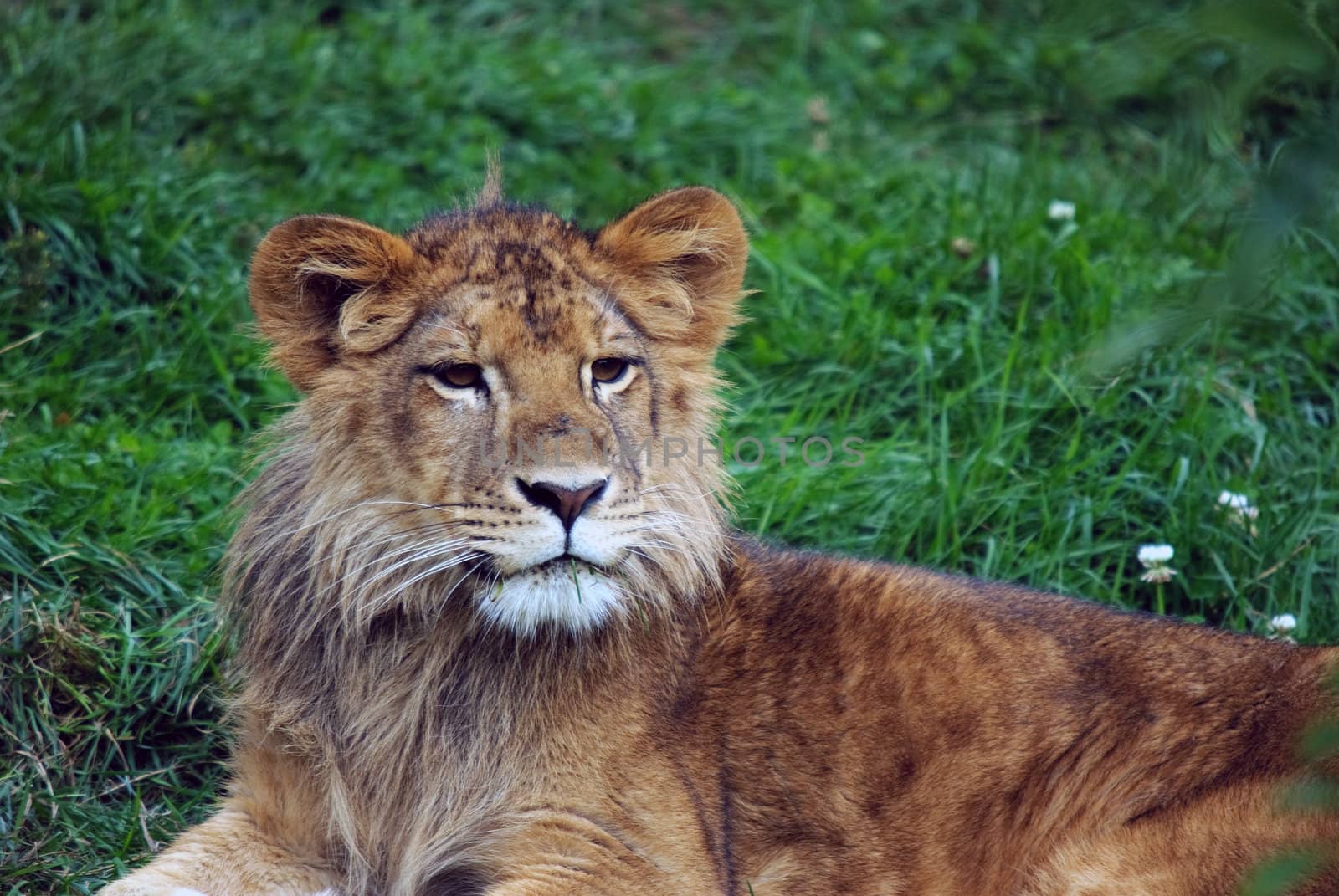 Closeup picture of a young male lion resting in the grass