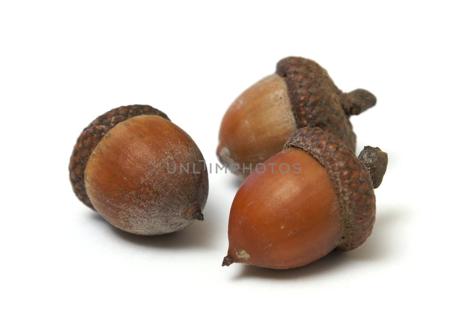Three isolated acorns on a white background.