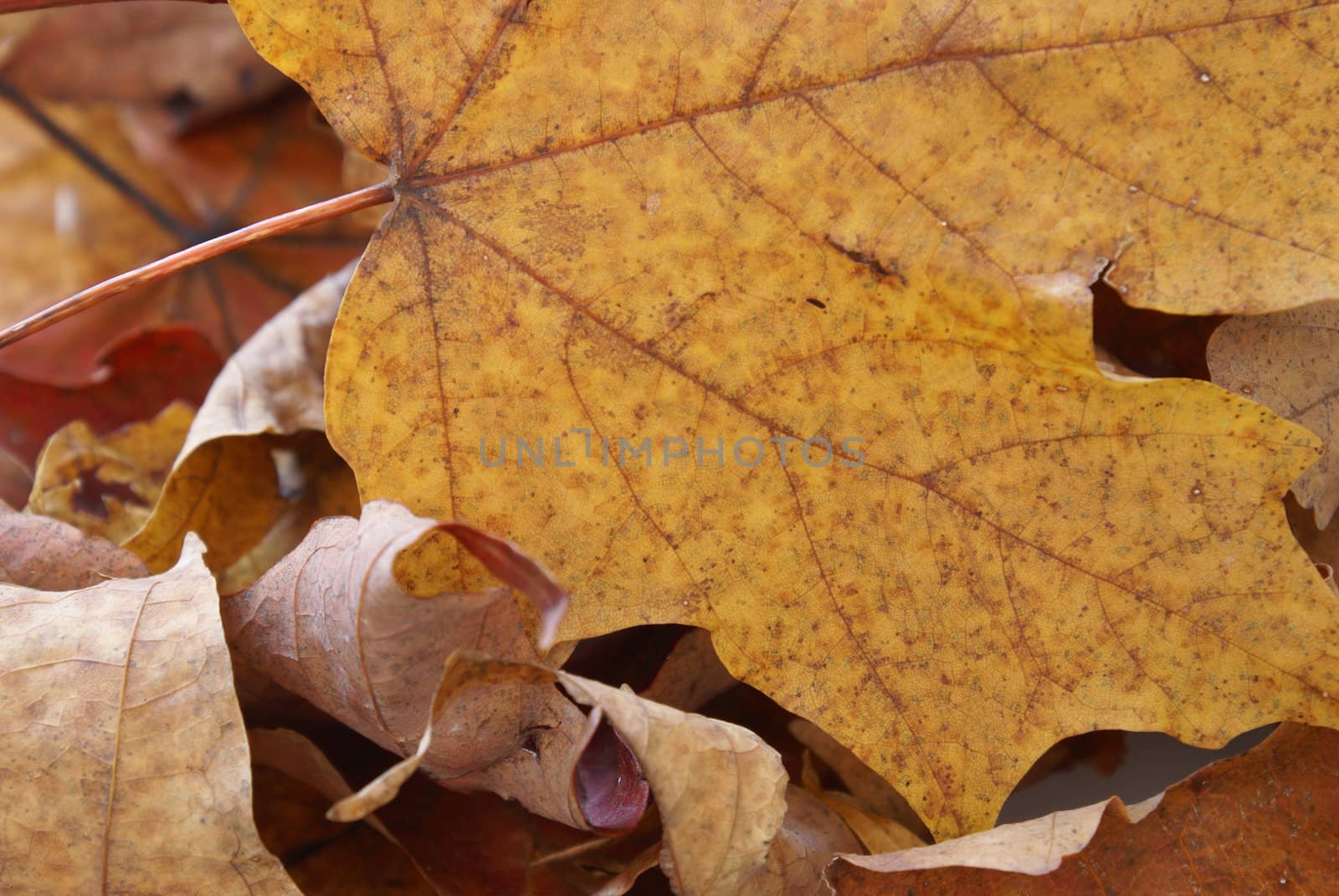 A macro shot of the fallen autumn leaves.