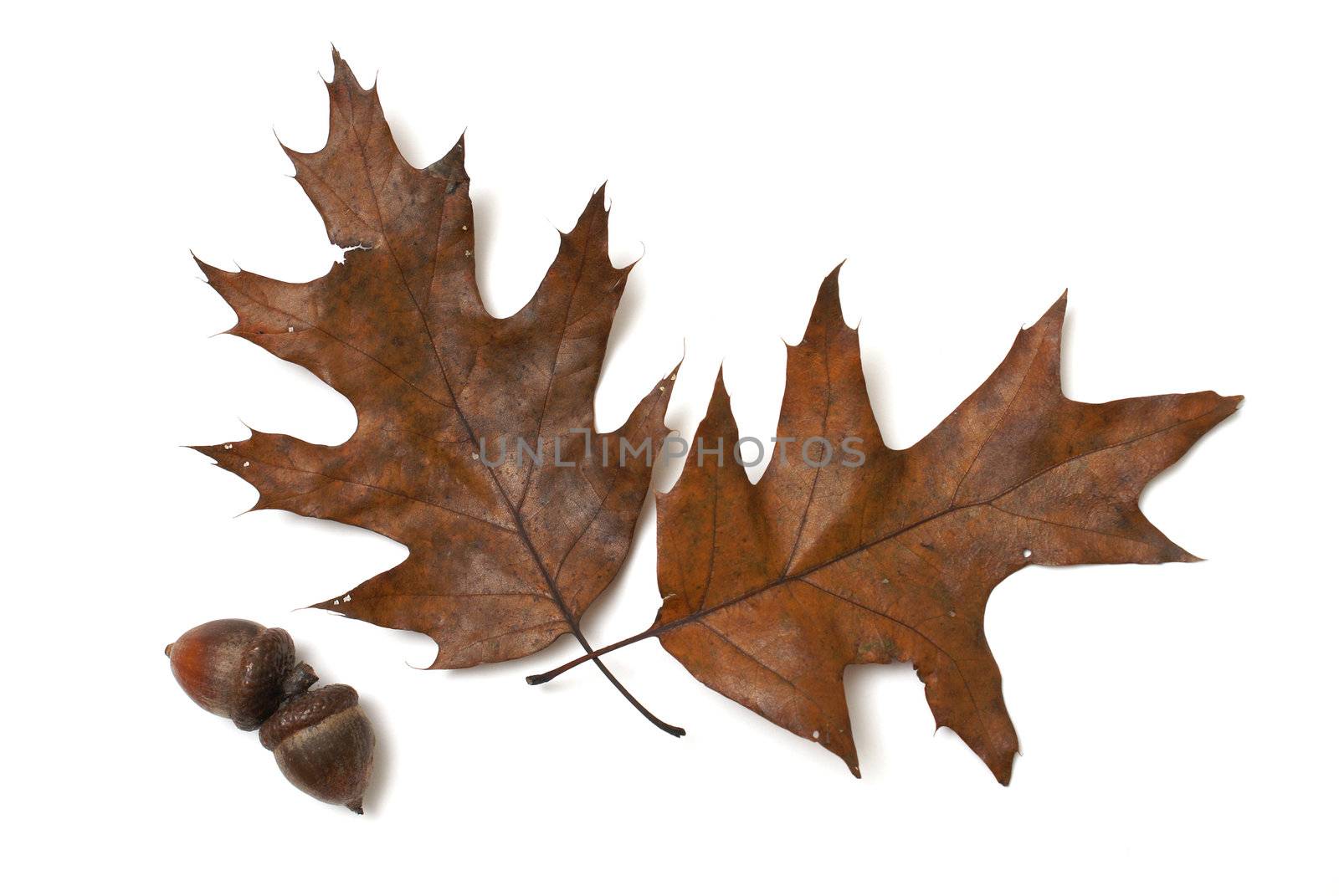 Two oak leaves and two oak acorns isolated on white.