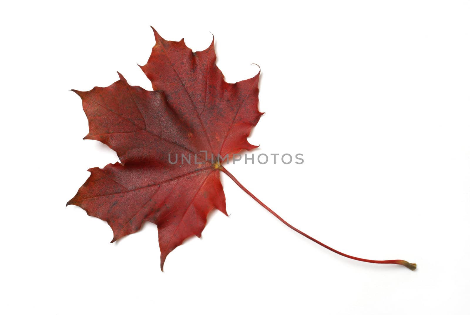 Red Maple Leaf by AlphaBaby