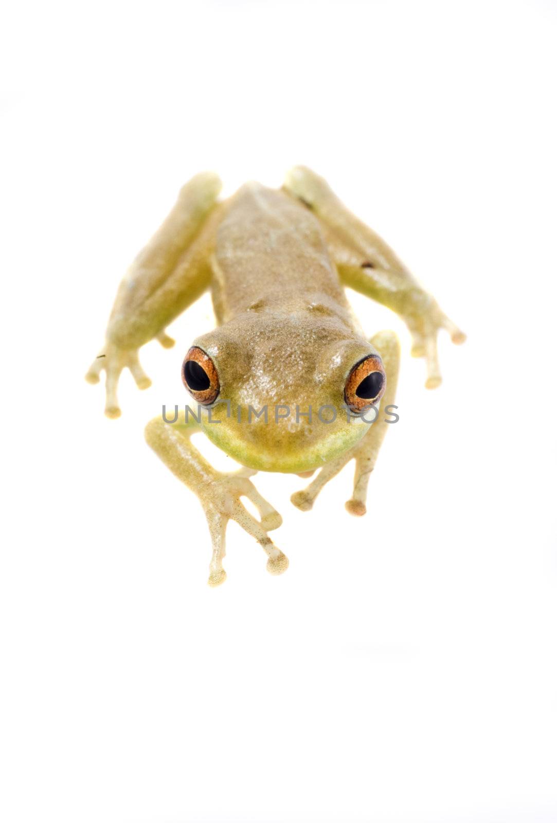 Baby tree frog isolated on a white background in studio