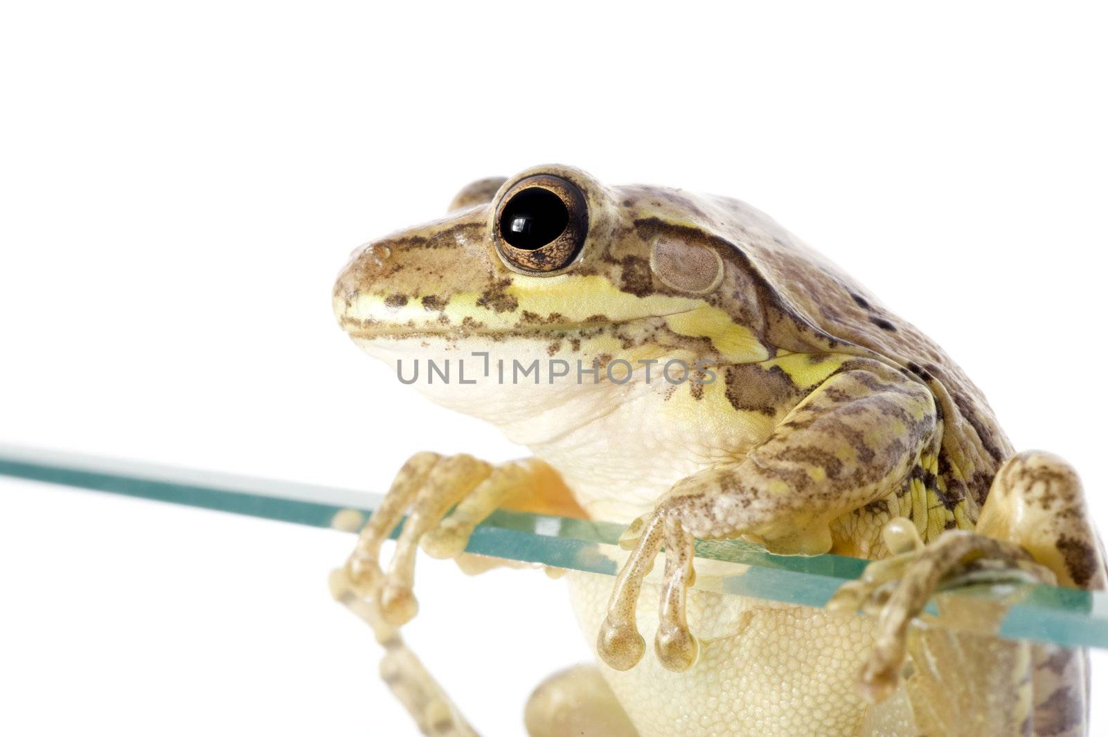 Cuban Tree Frog (Osteopilus septentrionalis), an invasive species in the United States, climbs over a glass wall. Conceptualizing the species invasion on a white background.