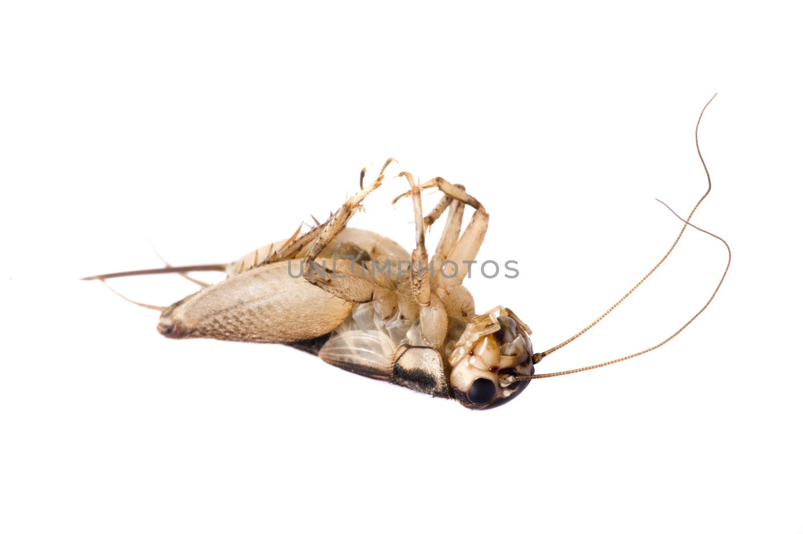 Dead Common House Cricket (Acheta domesticus) isolated on a white background