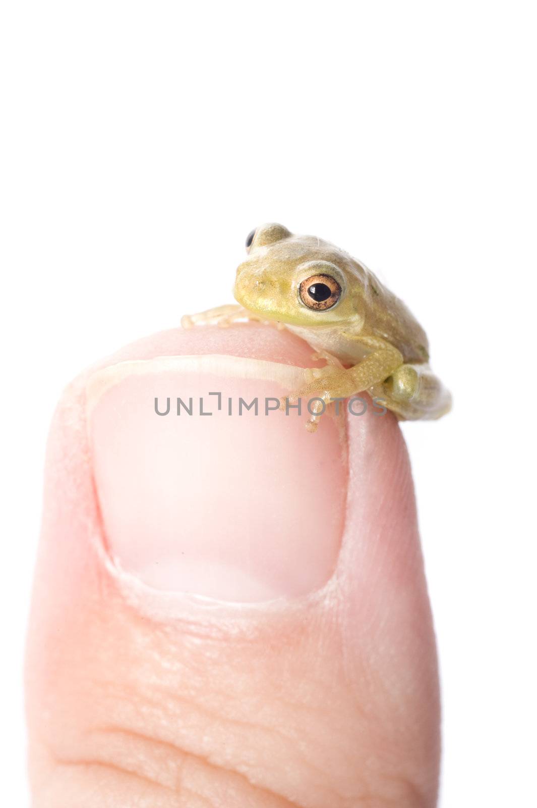 A baby tree frog sits on the tip of a thumb.