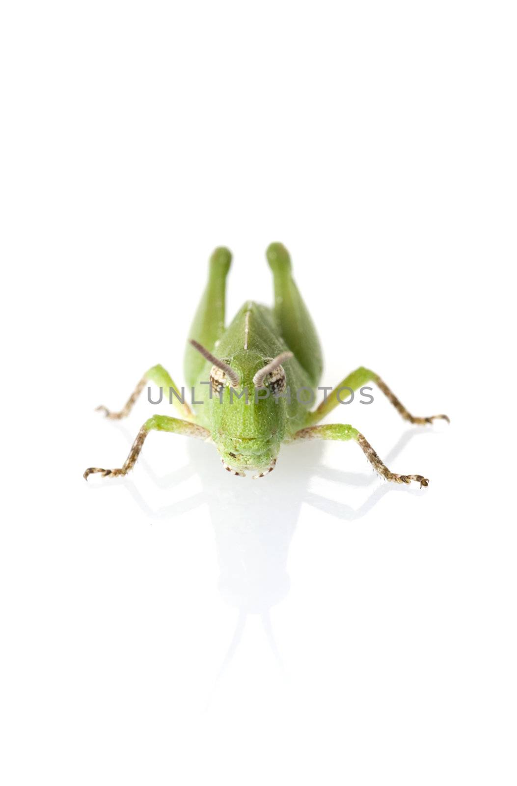 Grasshopper Front View by Naluphoto