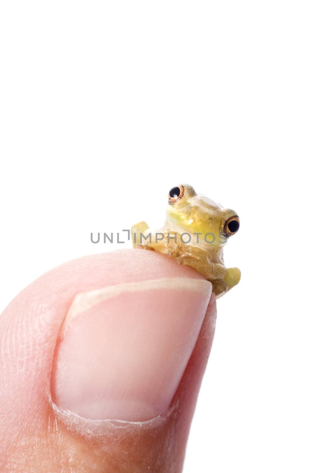A humorous pose of a baby cuban tree frog on the tip of a human thumb, apparently plotting like an evil villian.  Cuban Tree Frogs are a concern due to their invasion of the United States.  concept shot in studio.