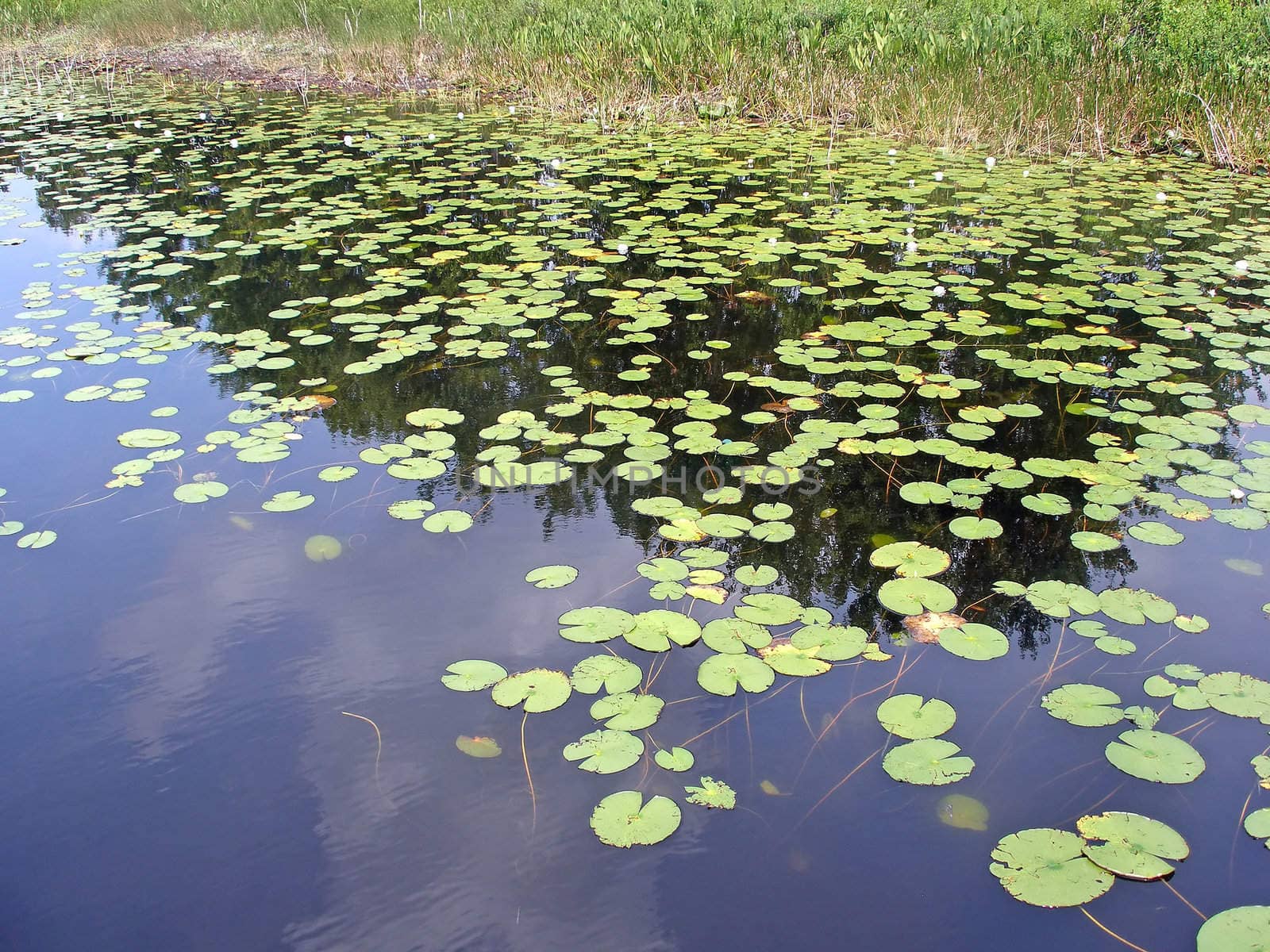 Lily Pads by quackersnaps