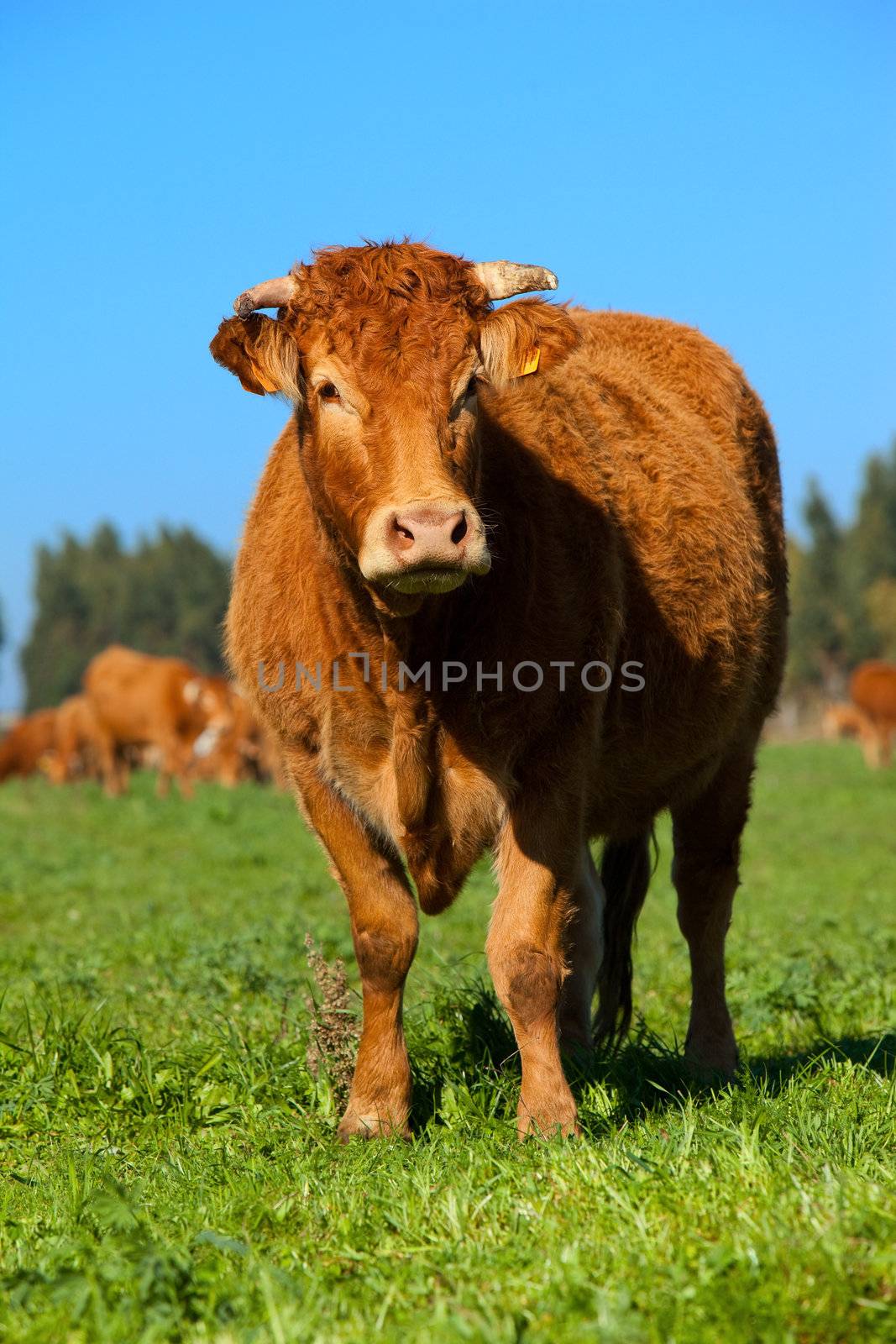 Cow by Gravicapa