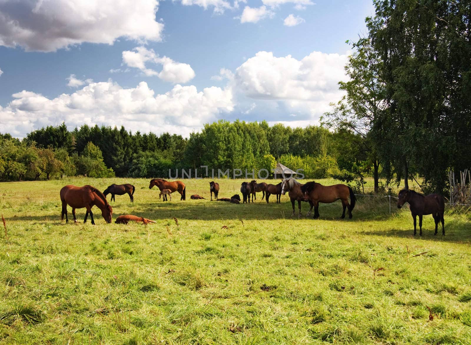 herd of horses in the field by aleksaskv