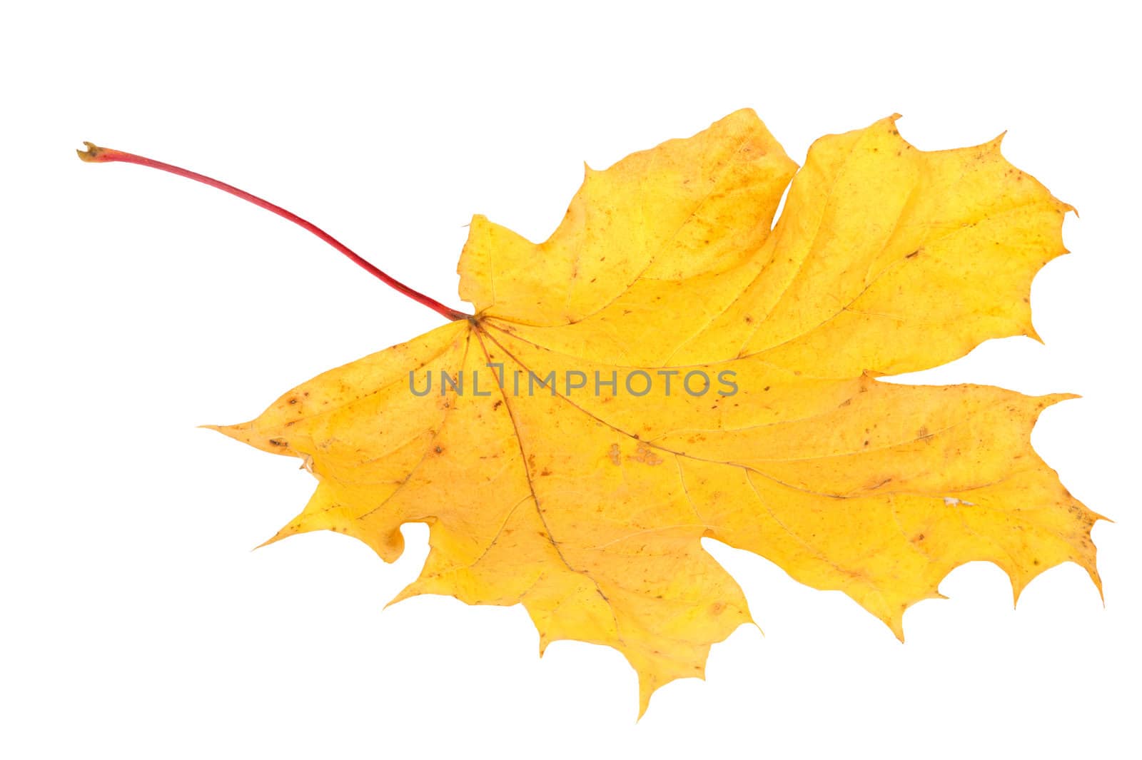 Yellow maple autumn leaf on a white background