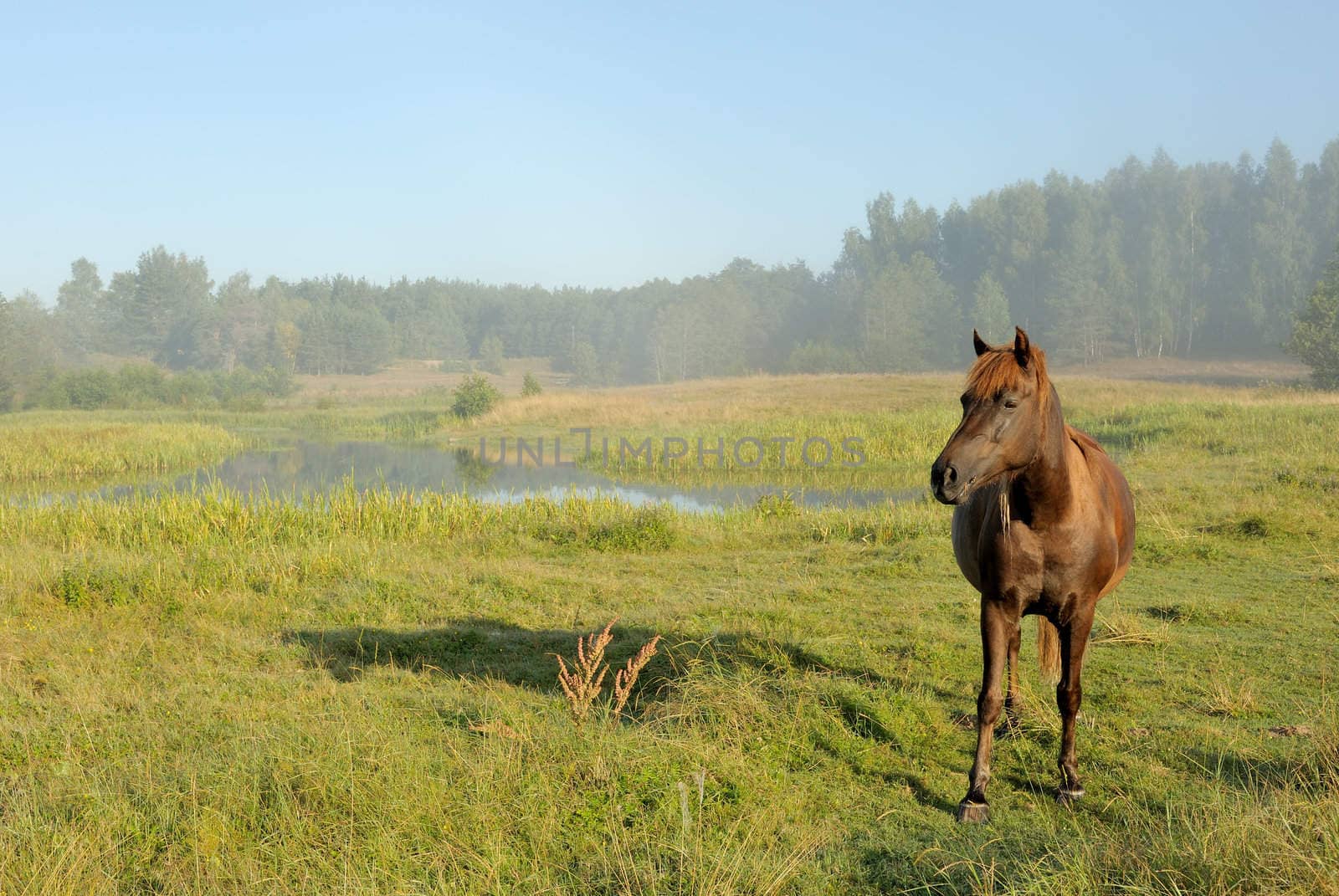 Landscape with a horse at a sunrise, in morning a mist.