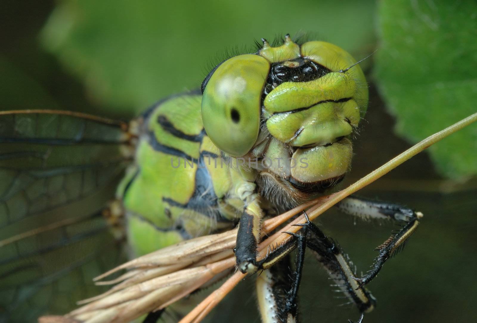 Close up of a female of a dragonfly, caught a dry blade.