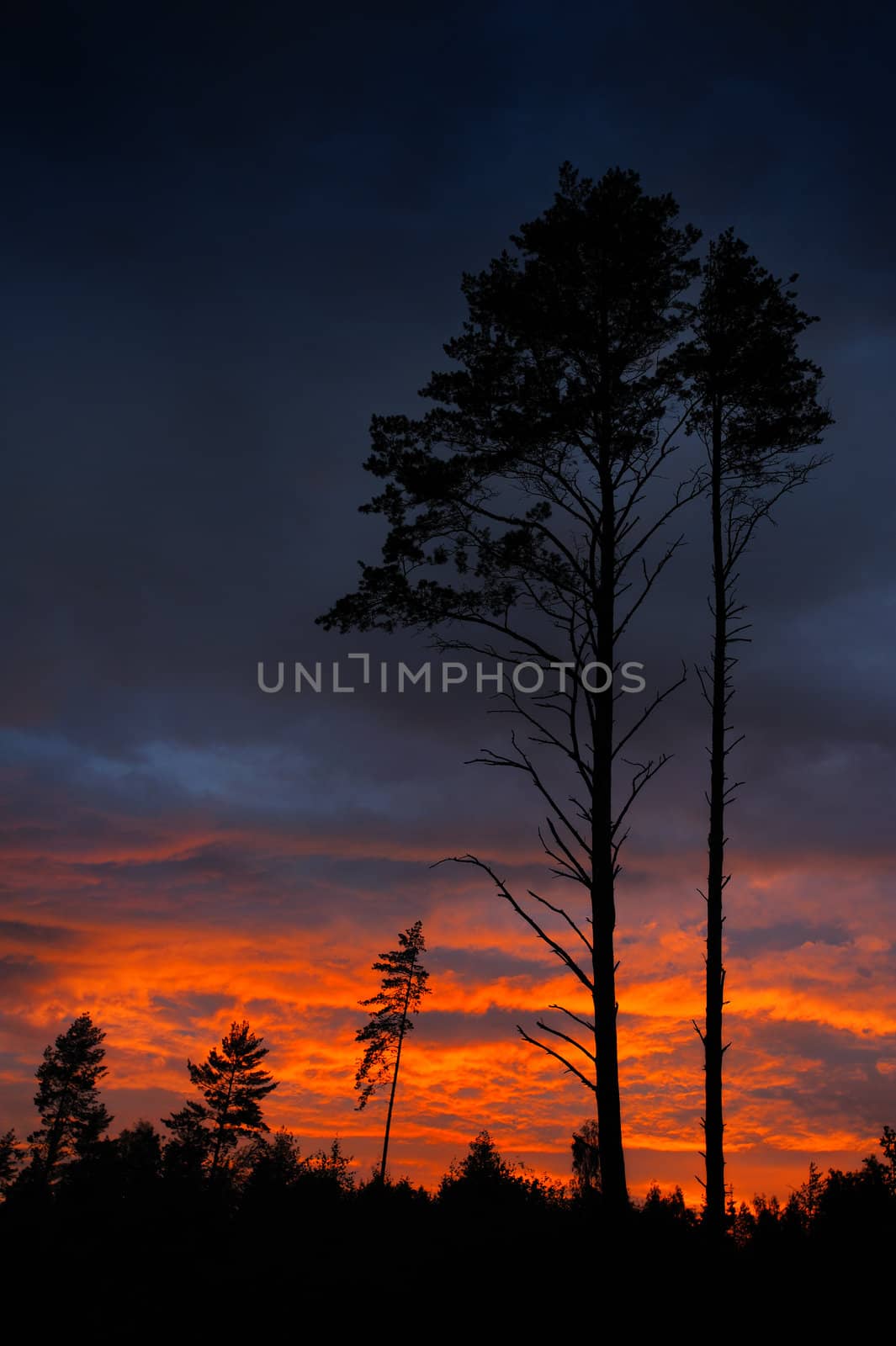 Pine in last beams of a sunset and low clouds.