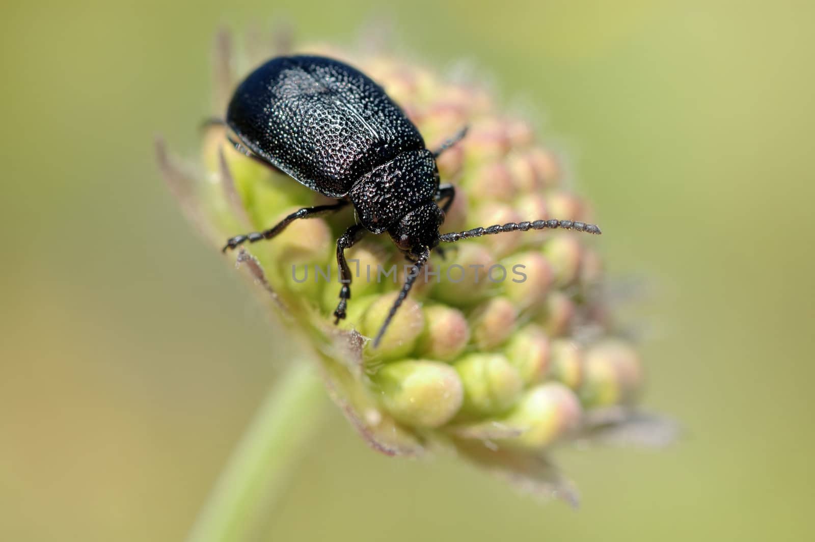 The black beetle on a bud Knautia arvensis 
