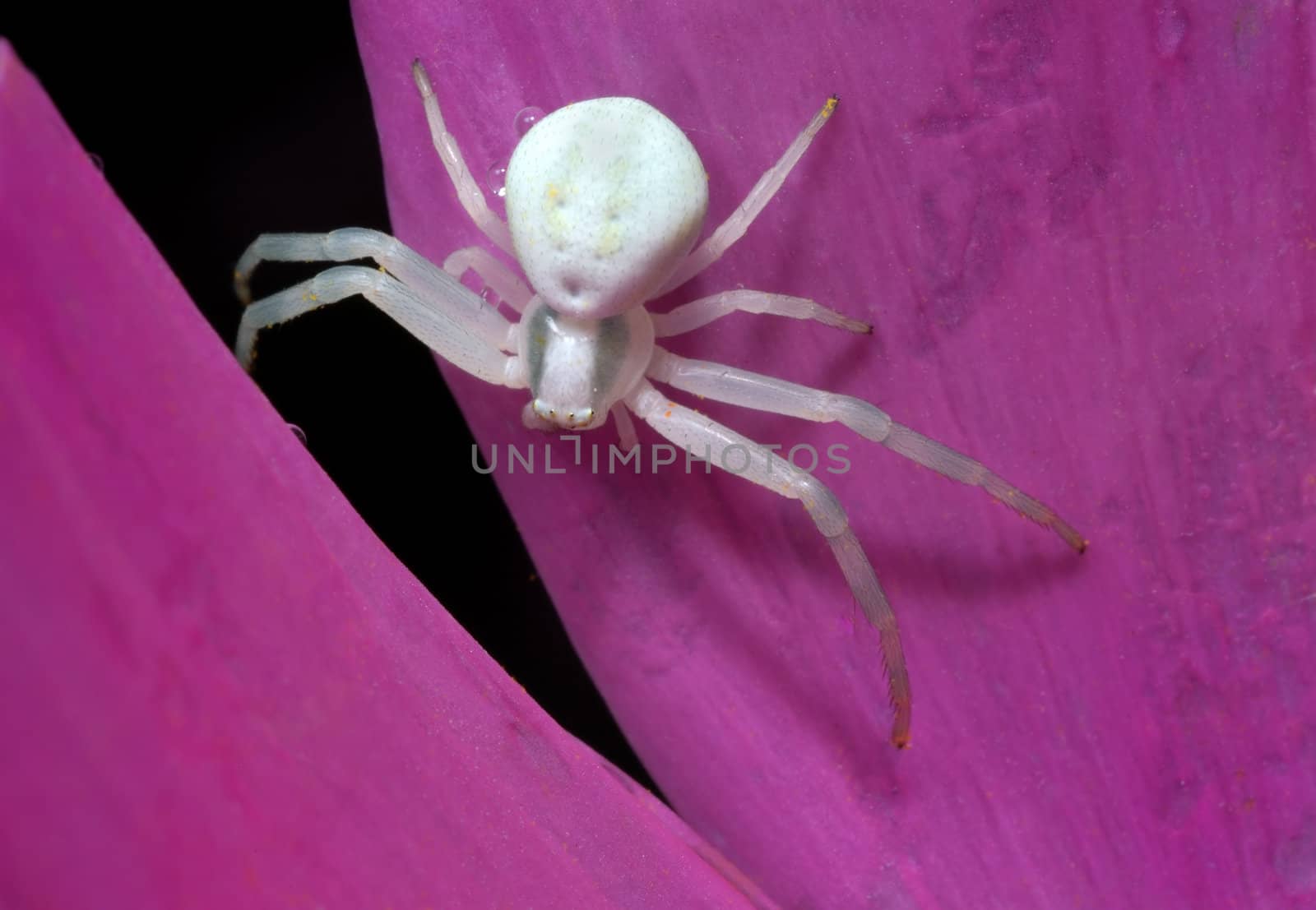White spider on flower petal 
