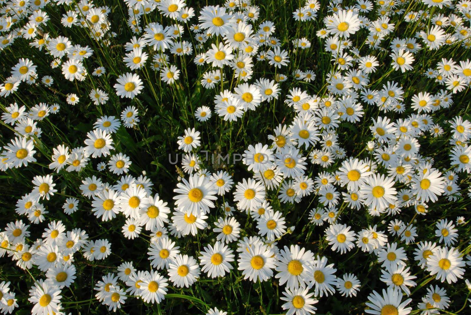 Meadow covered with flowers camomile in the middle of summer.