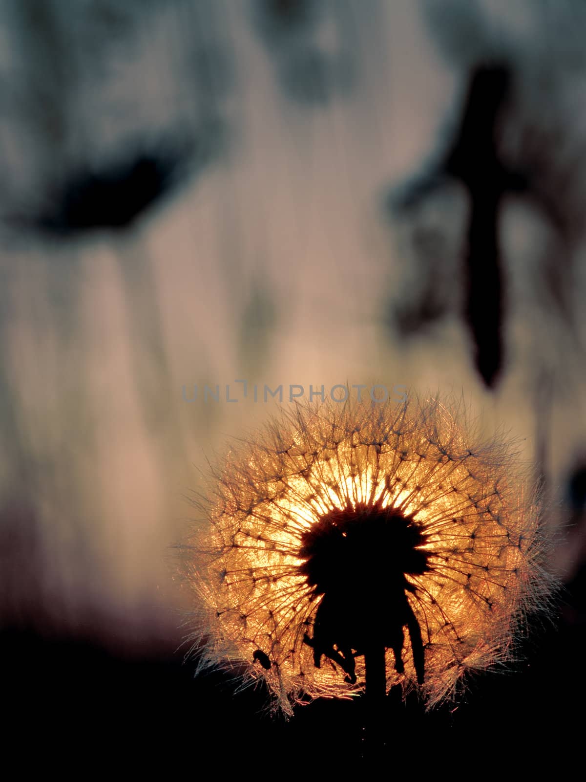 Evening meadow, dandelion in the light of the coming sun.