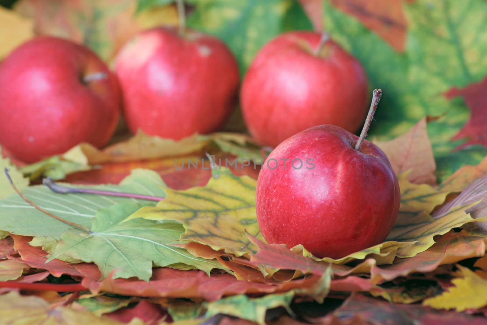 Red apples lying on autumn motley foliage removed close up