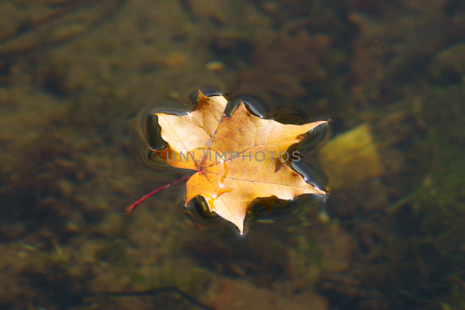The autumn maple leaf which lying on water and has been removed close up