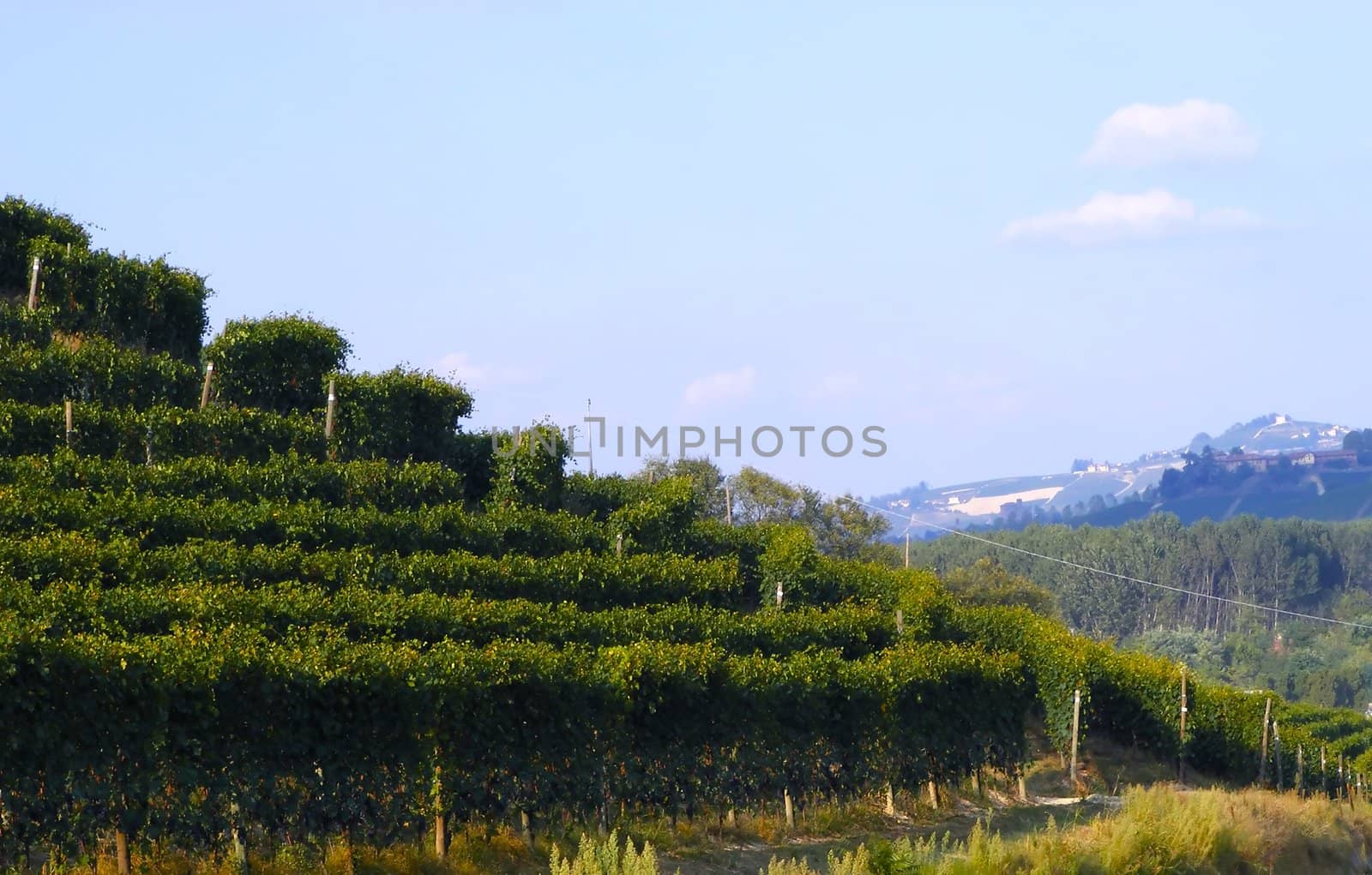 Landscape of vineyards with sun coming out