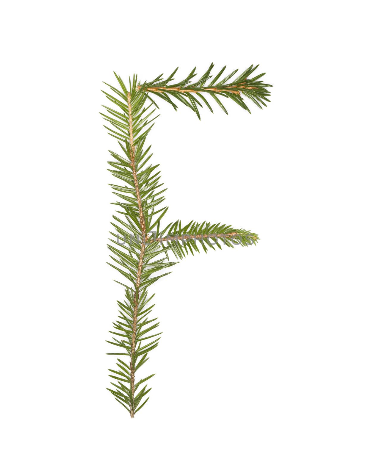Spruce twigs forming the letter 'F' isolated on white