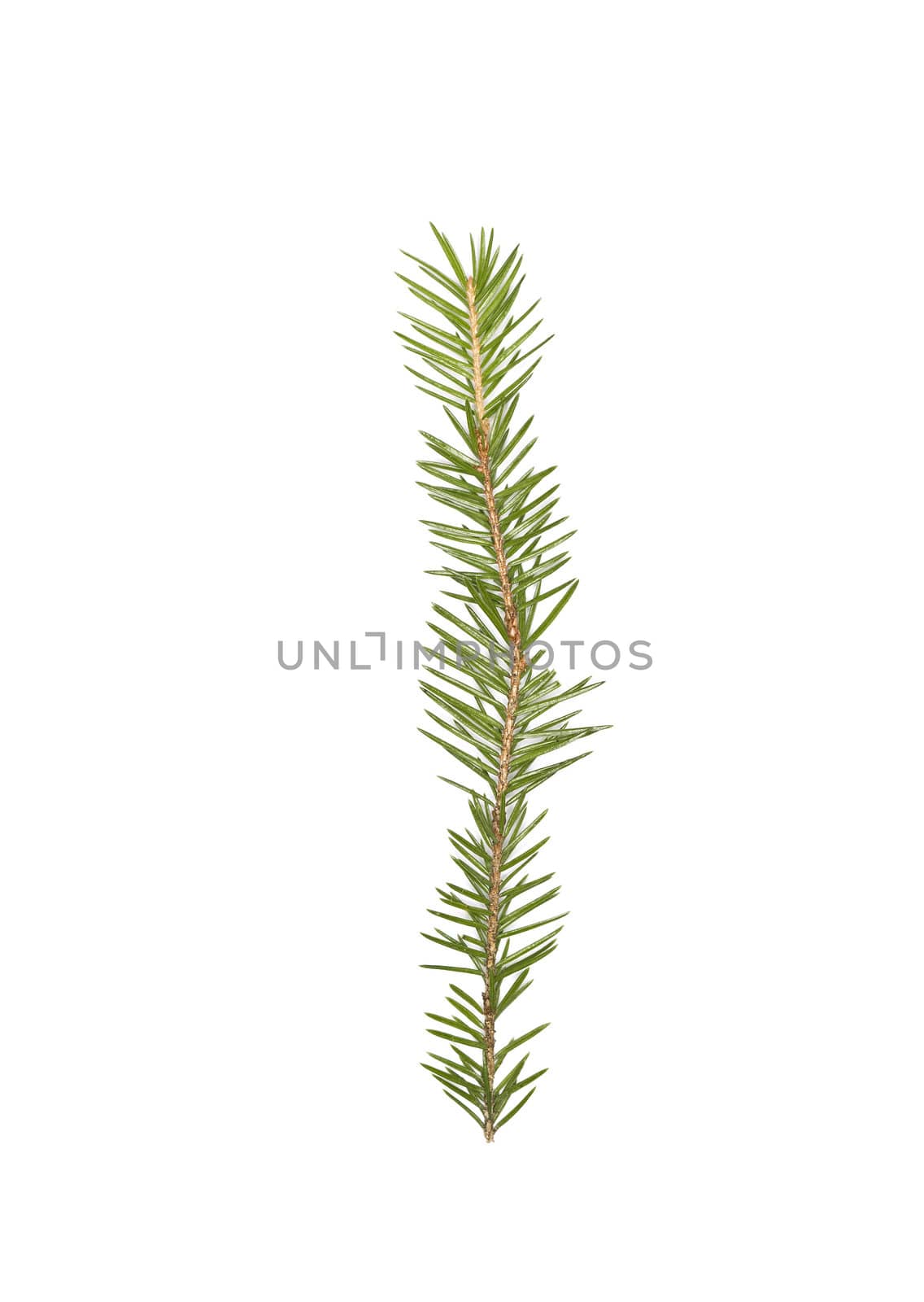 Spruce twigs forming the letter 'I' isolated on white