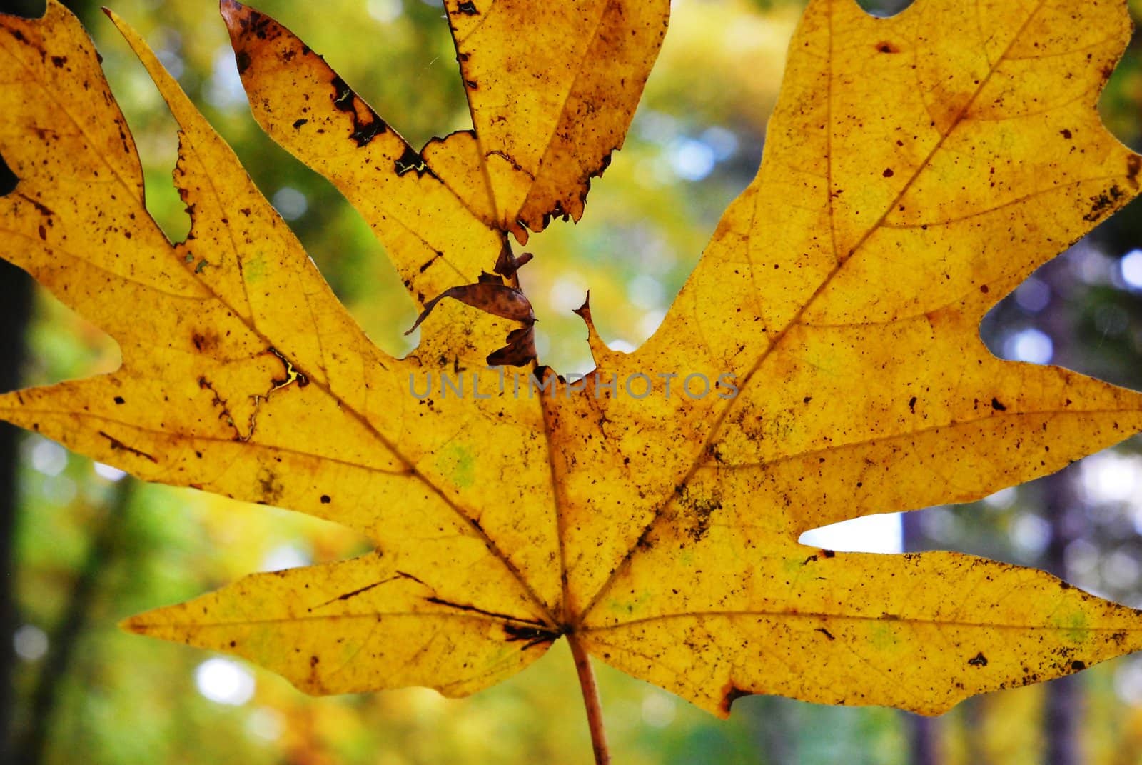 Yellow leave by seattlephoto